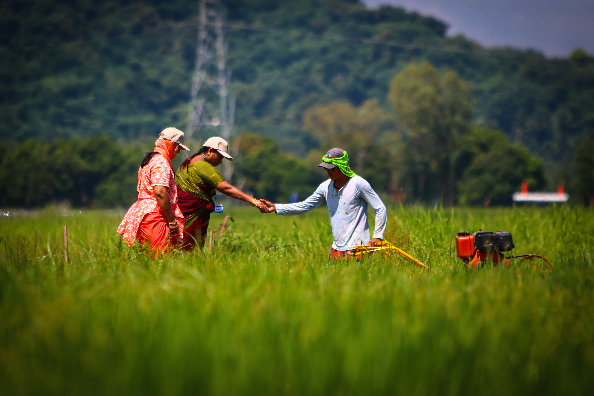 Can the Asian Rice Bowls keep up with the growing rice demand?