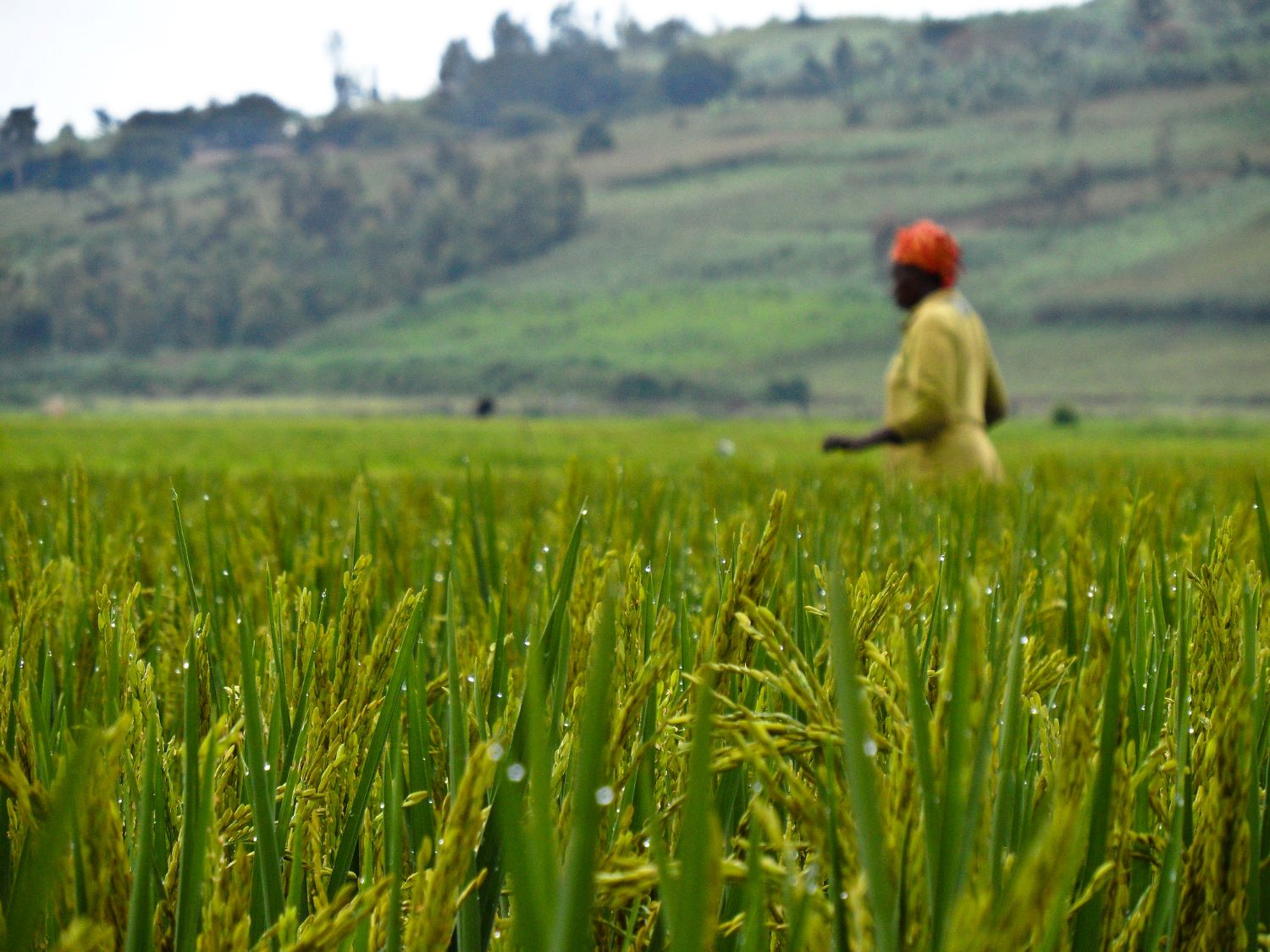 IRRI and AfricaRice team awarded prestigious Milken-Motsepe Prize for rice varieties that ...