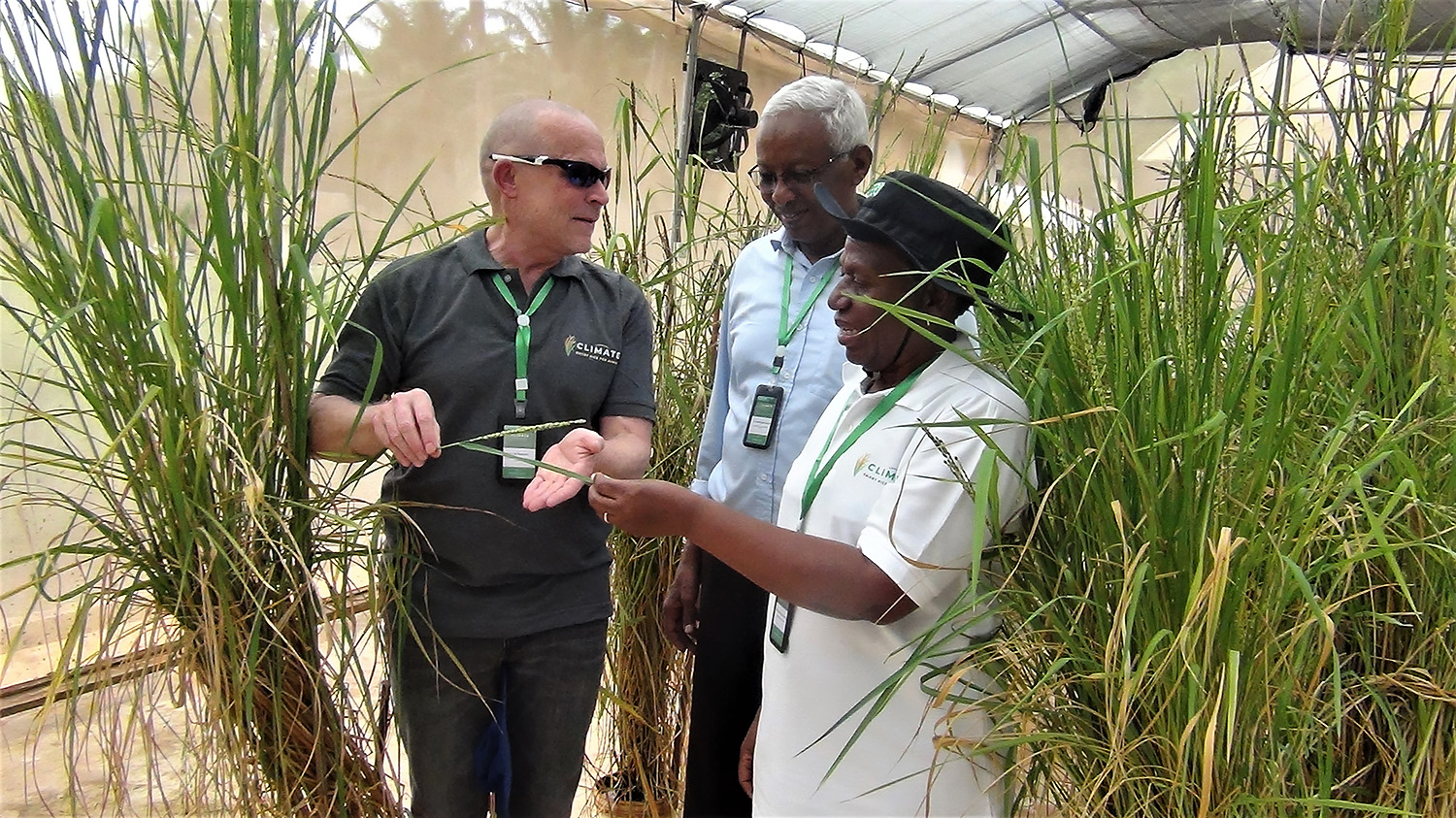 Strengthening Rice Resilience to Climate Change in Africa