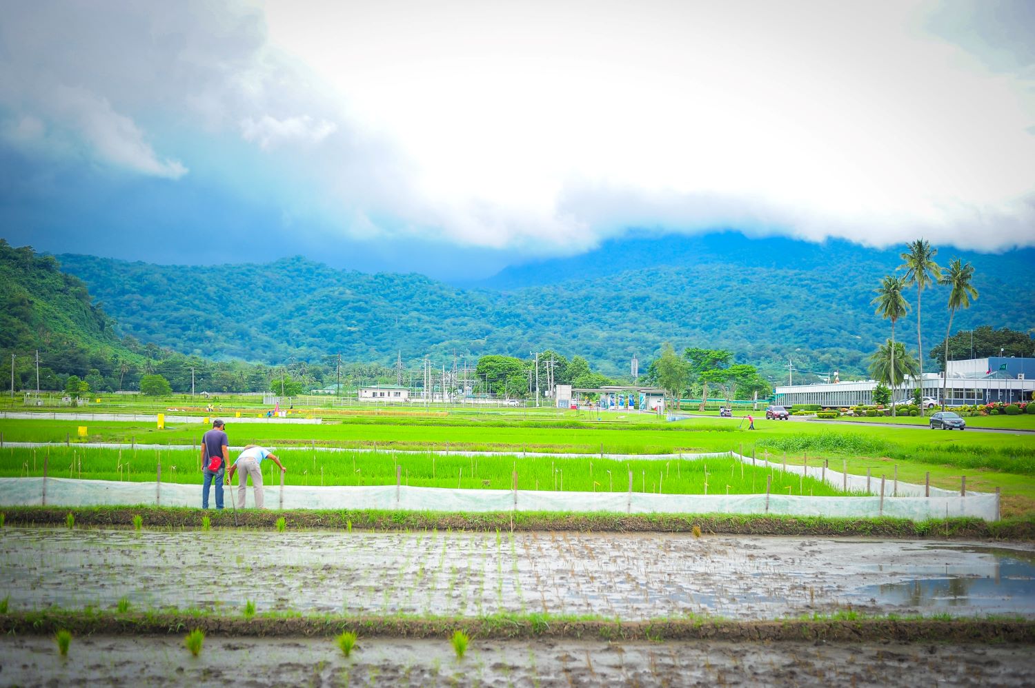 Milestone carbon credit methodology for rice launched with help from IRRI