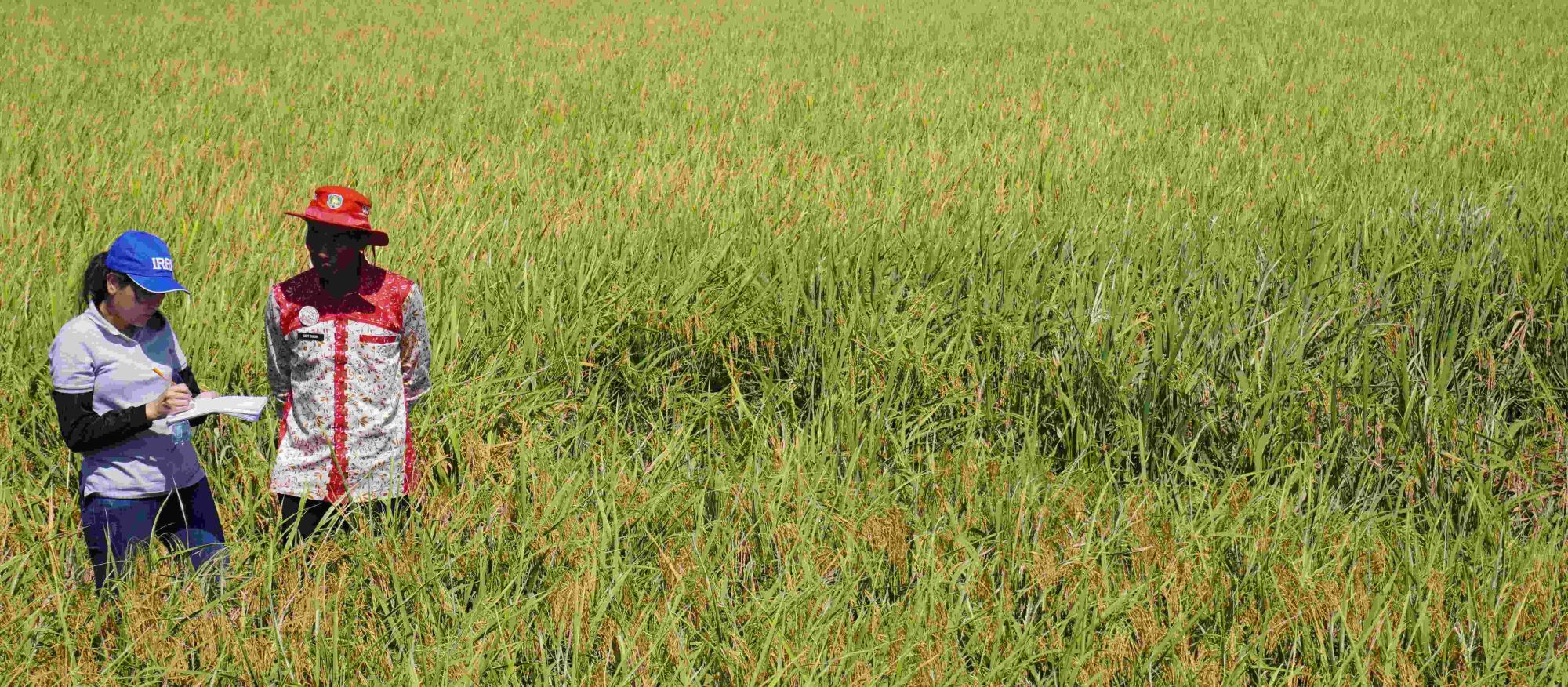 IRRI Launches RCM Project Microsite: A Comprehensive Hub for Indonesian Rice Farmers