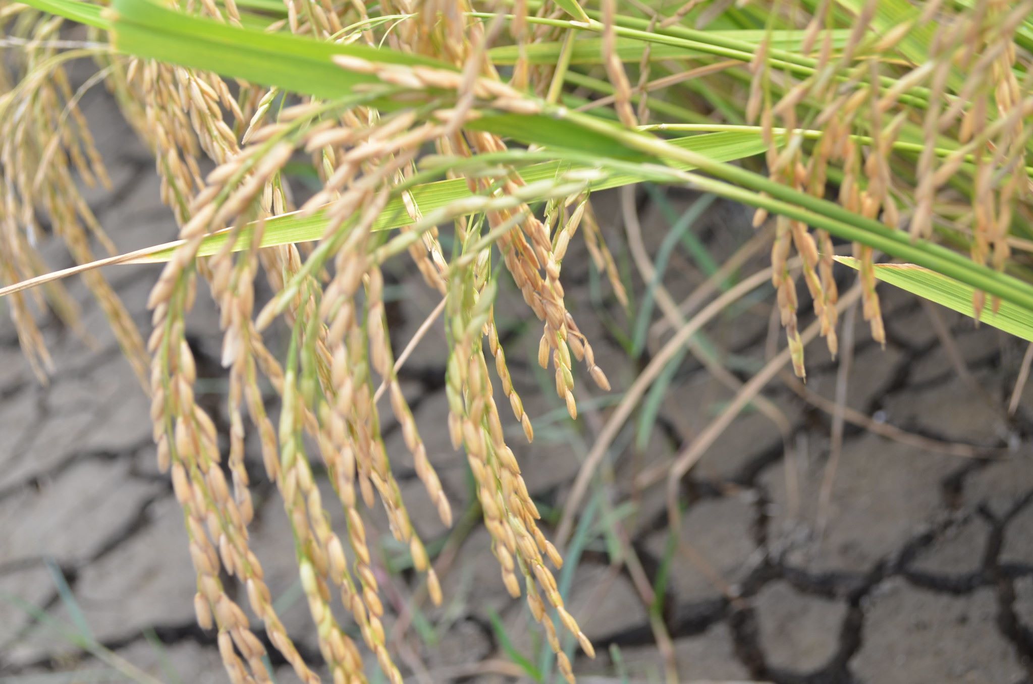 IRRI and Odisha government in India to collaborate on an initiative to strengthen state’s ...