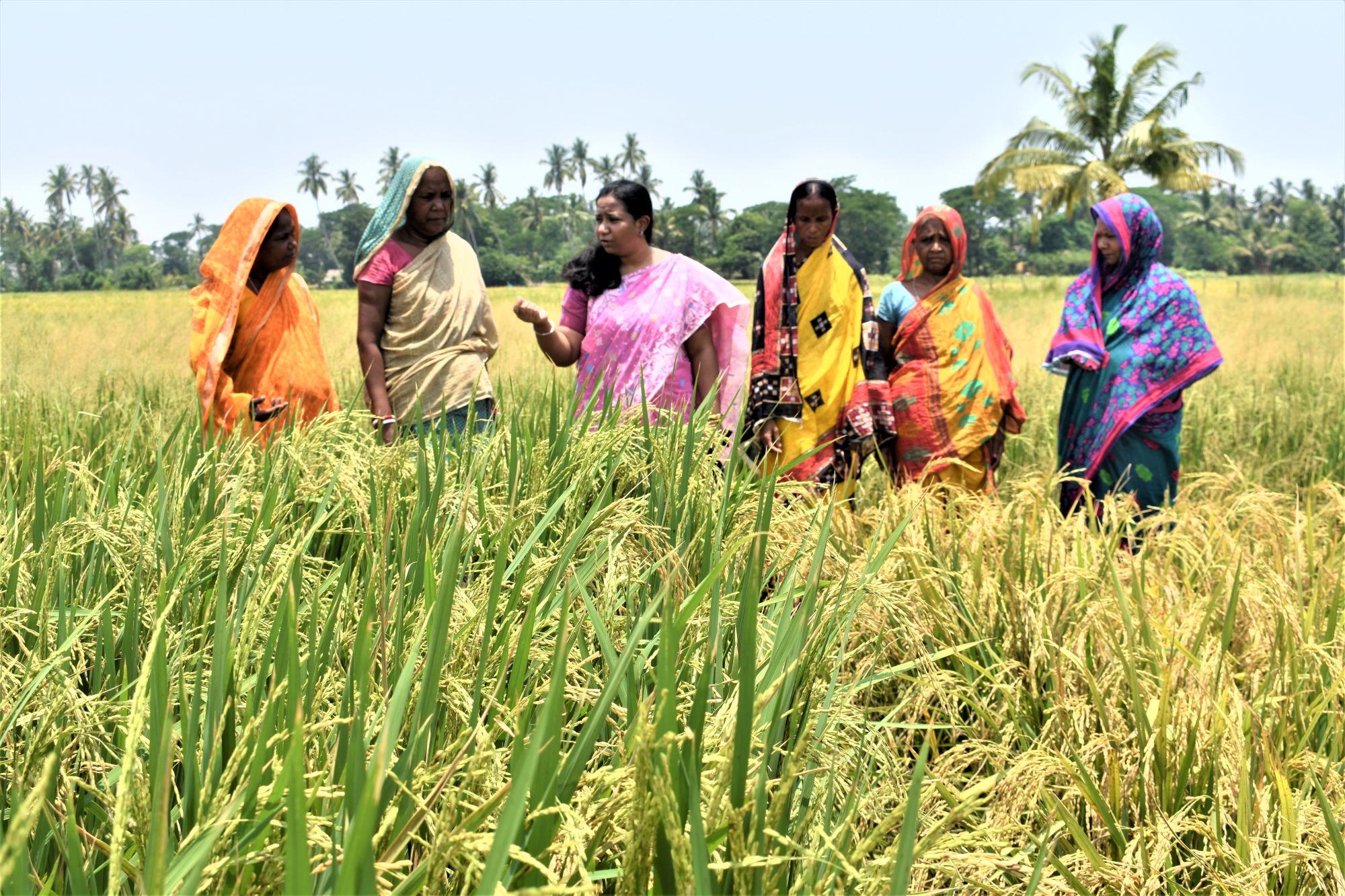 IRRI scientist honored with Borlaug Field Award for her work on farmer engagement and empowerment