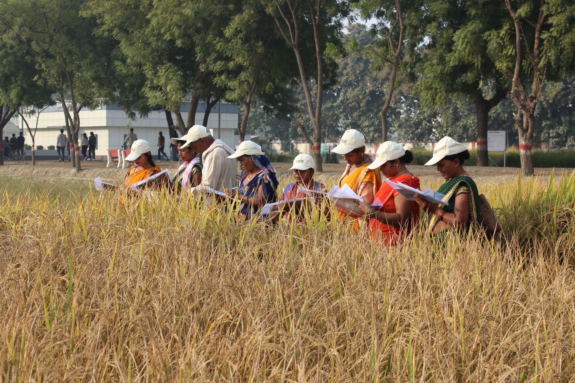 ISARC annual rice varietal cafeteria features 36 promising new varieties for Uttar Pradesh farmers