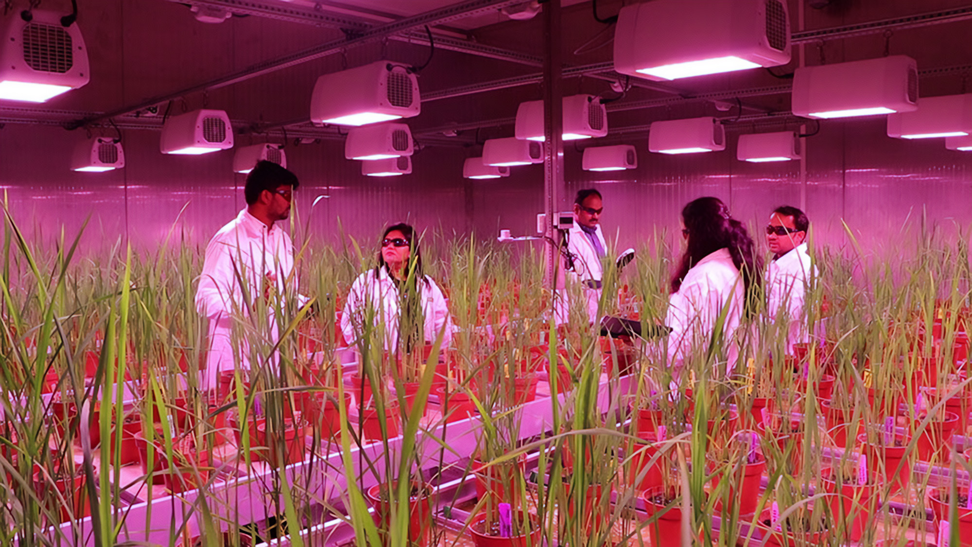 IRRI develops first speed breeding protocol for rice