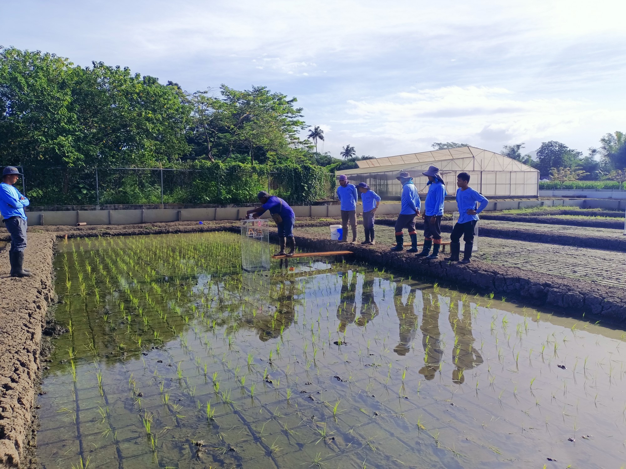 BASF and IRRI join forces to reduce carbon footprint of rice