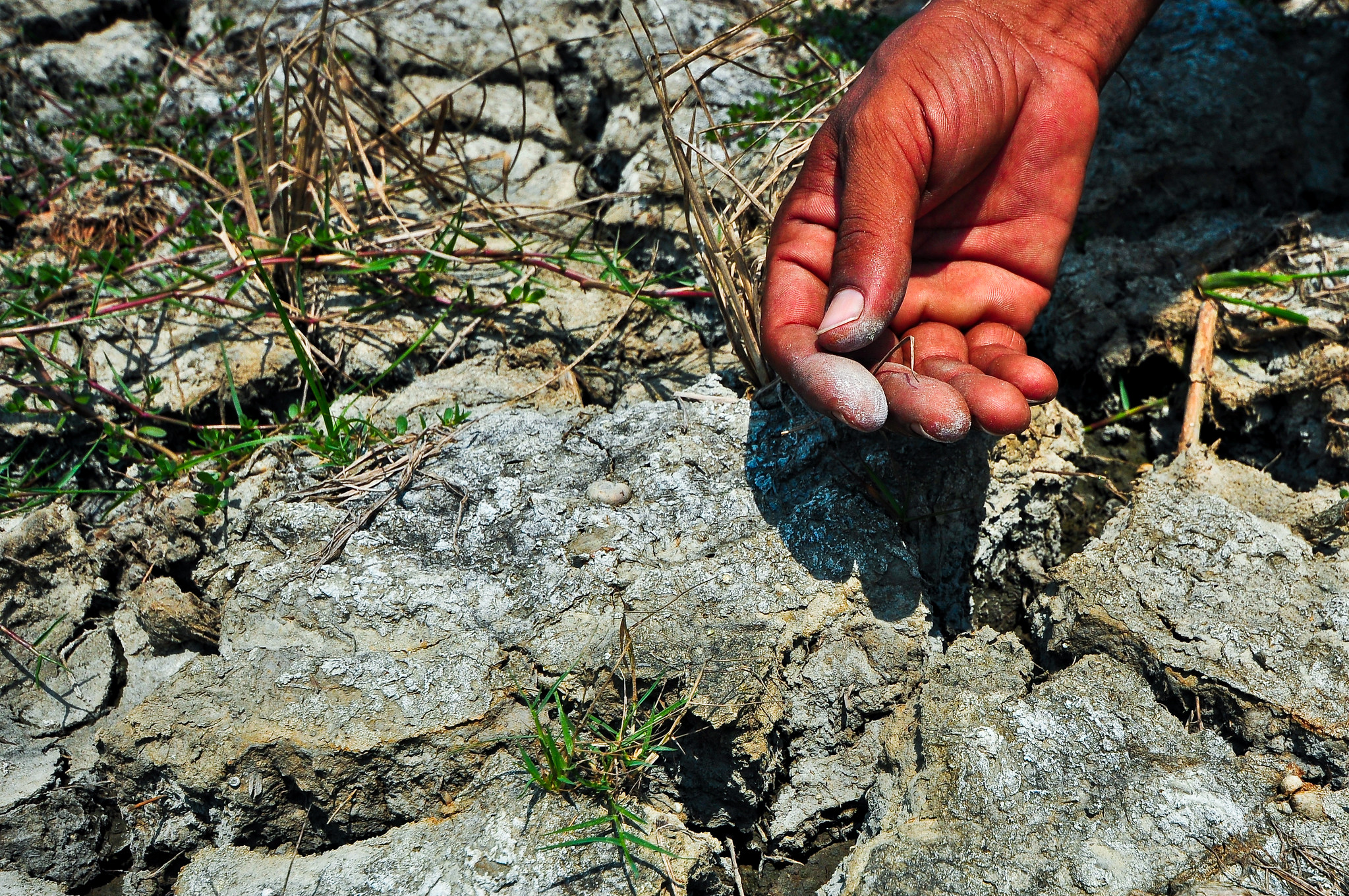 A newly identified elite pool of salinity-tolerant genotypes promises to deliver higher genetic gains