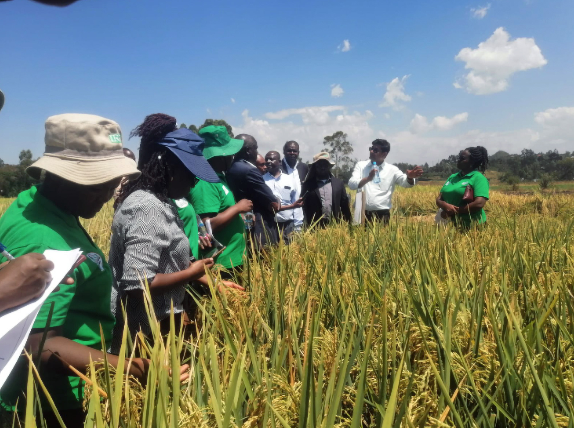 Farmers Field Day promotes high-yield rice varieties and climate-smart agronomy to increas...
