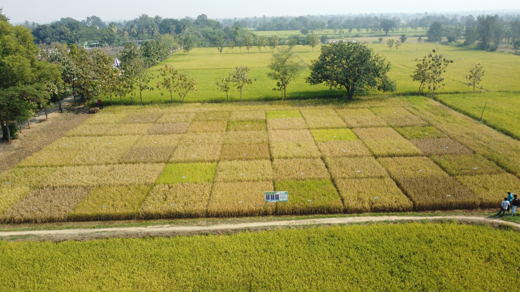 IRRI-Government of Odisha partnership to strengthen state’s specialty rice segment