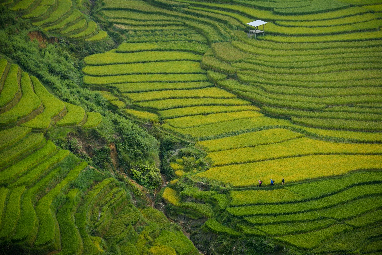 New Digital Hub to Stimulate Methane Reduction through Sustainable Rice Cultivation