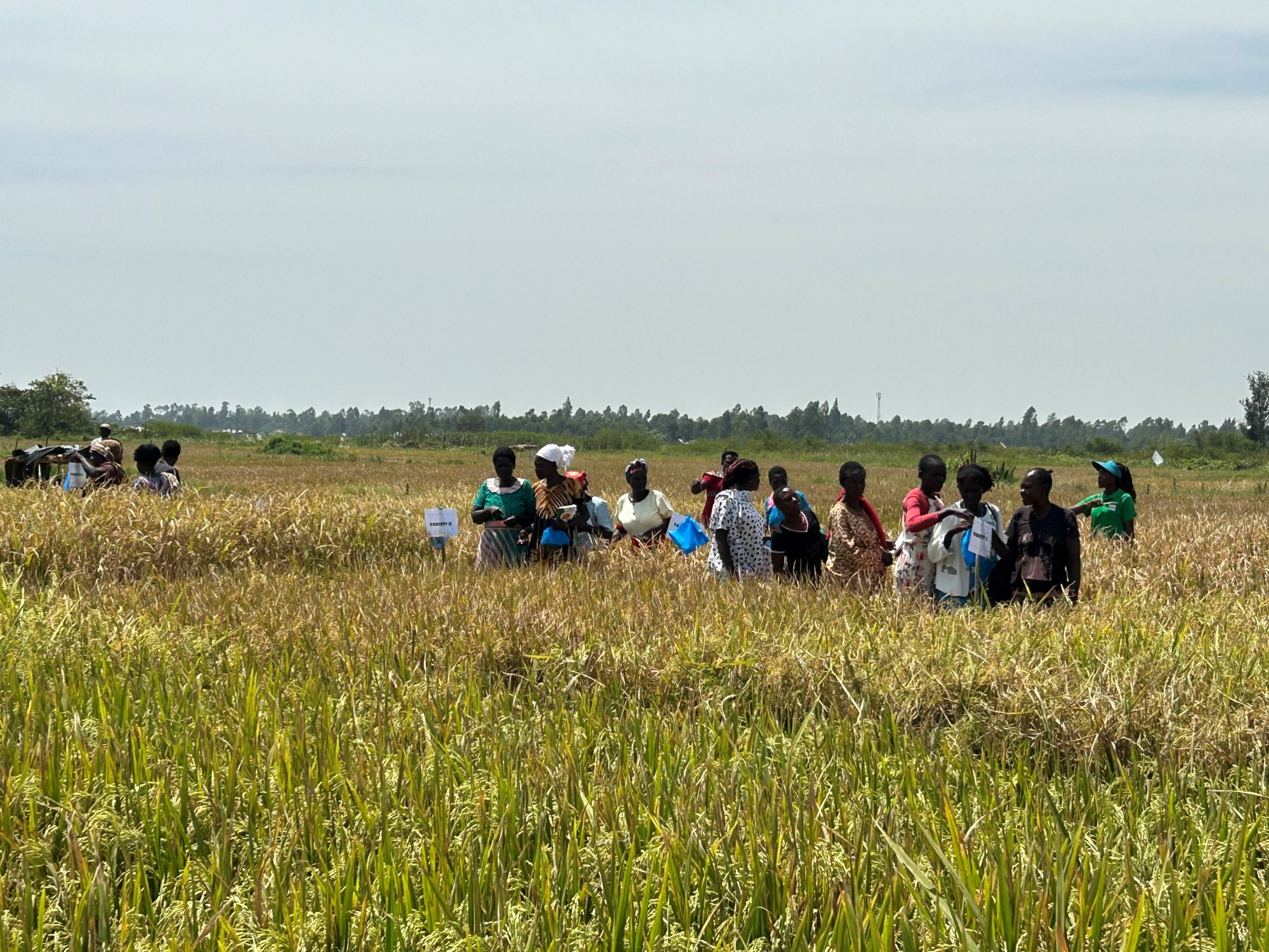 KALRO and IRRI organize Farmers’ Field Day at Siaya County, sharing improved rice varietie...