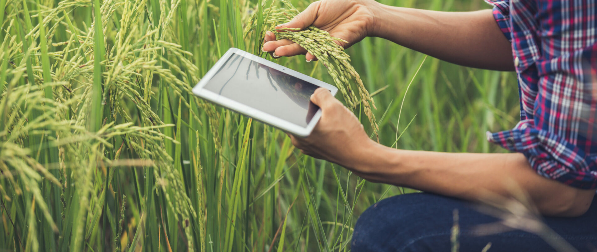 New report: CGIAR's Transformative Crop Technologies Drive $1.3 Trillion Impact