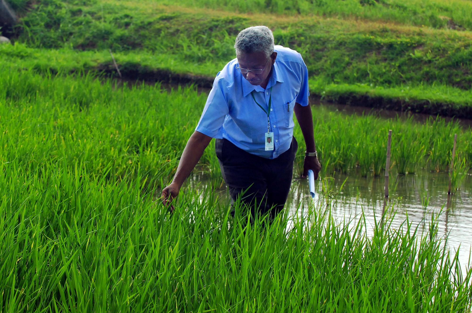 IRRI Scientist Receives Crop Science Society of America Highest Award for 2024