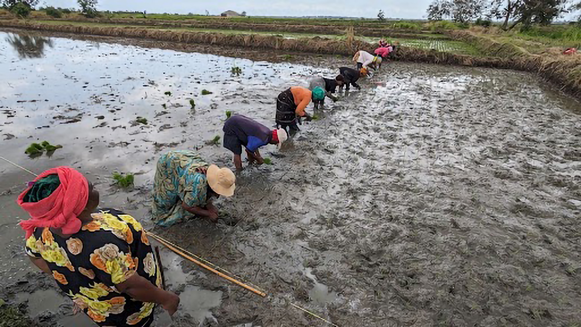 Tanzanian women farmers emerge as leaders in quality seed production and higher rice produ...