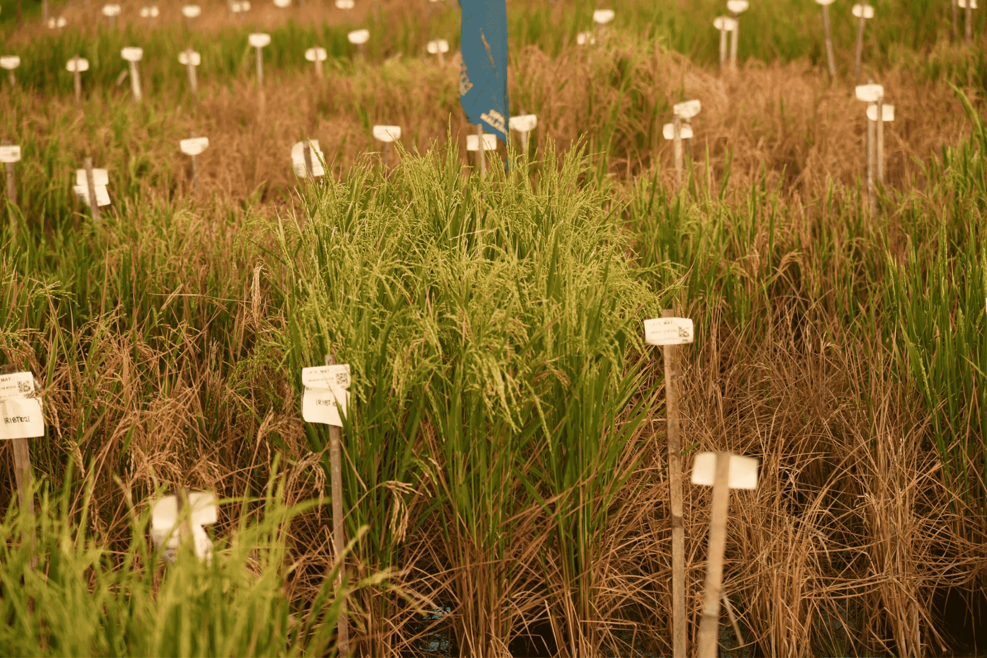Reinventing salt-tolerant rice breeding on ground zero