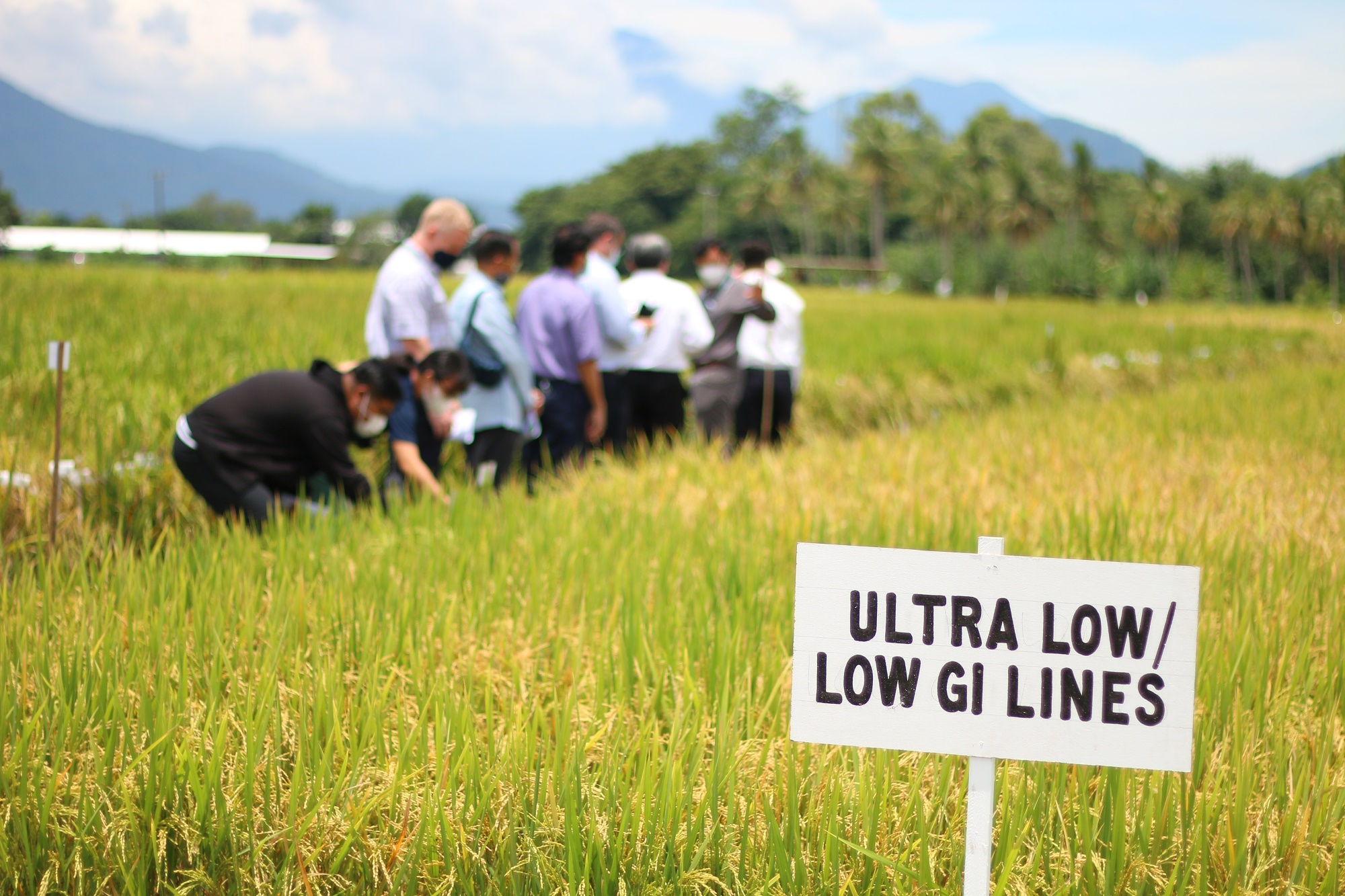 IRRI researchers identify genes for low glycemic index and high protein in rice