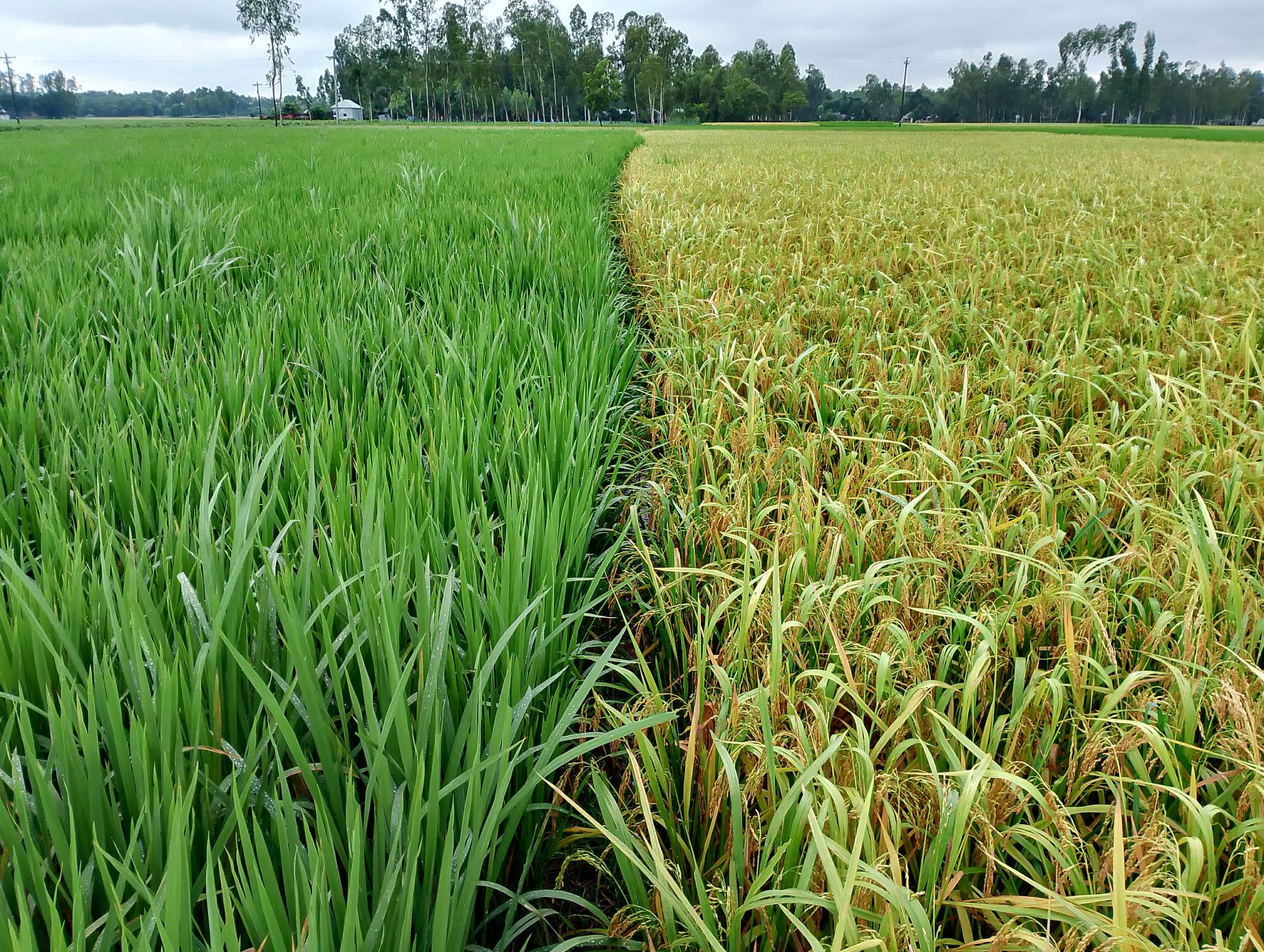 Unlocking agricultural diversification and intensification in Northern Bangladesh with short-duration aman rice