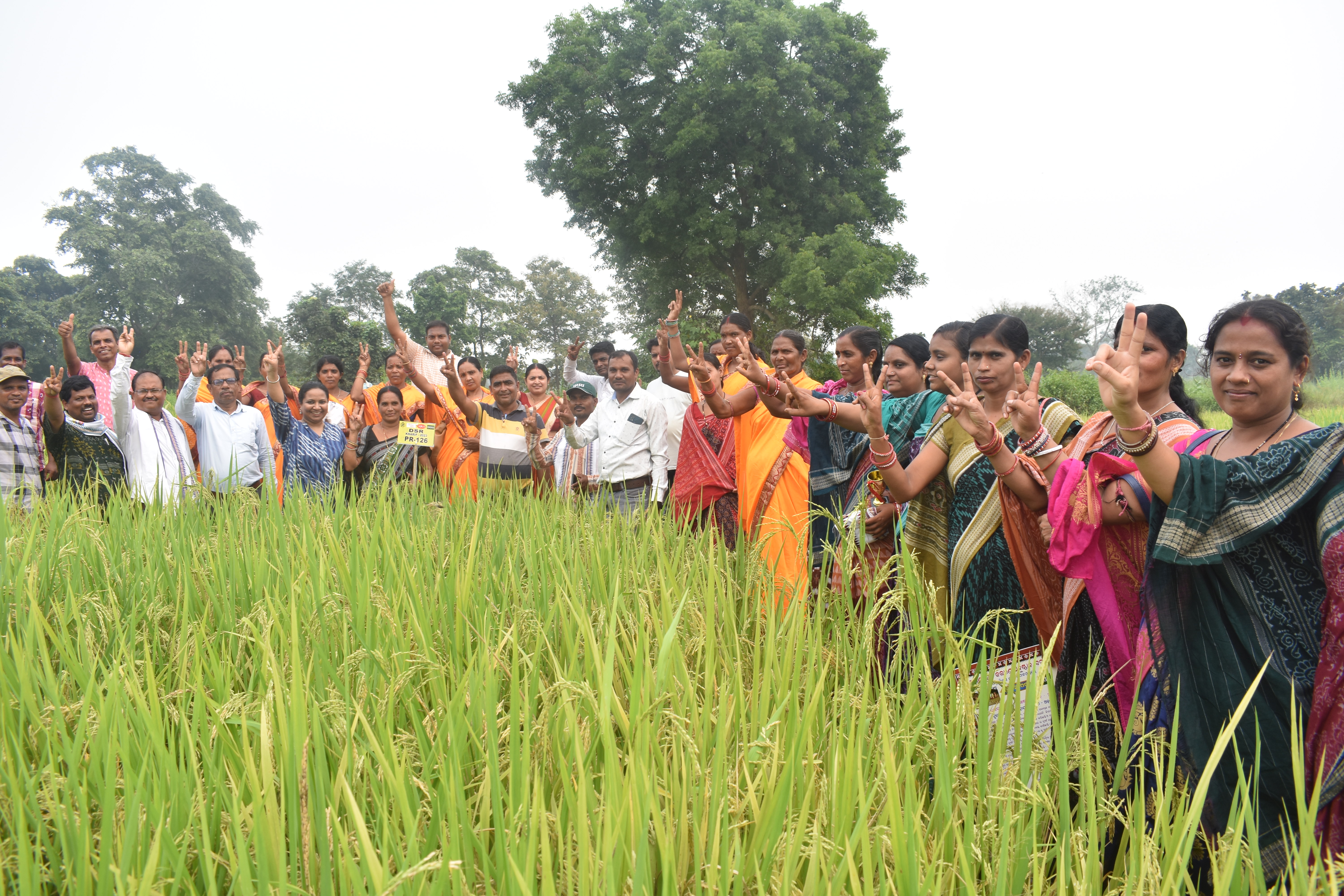 The inroads of direct-seeded rice with the low-input responsive PR-126 variety (A case study from Odisha’s smallholder ecosystem)