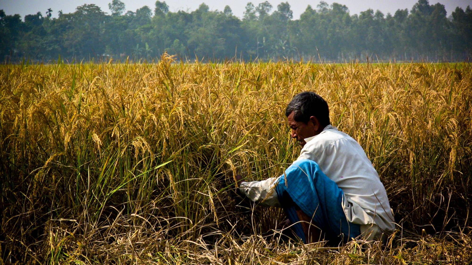 Bangladeshi rice farmers' preferences can help guide future design and implementation of seed initiatives for agricultural development