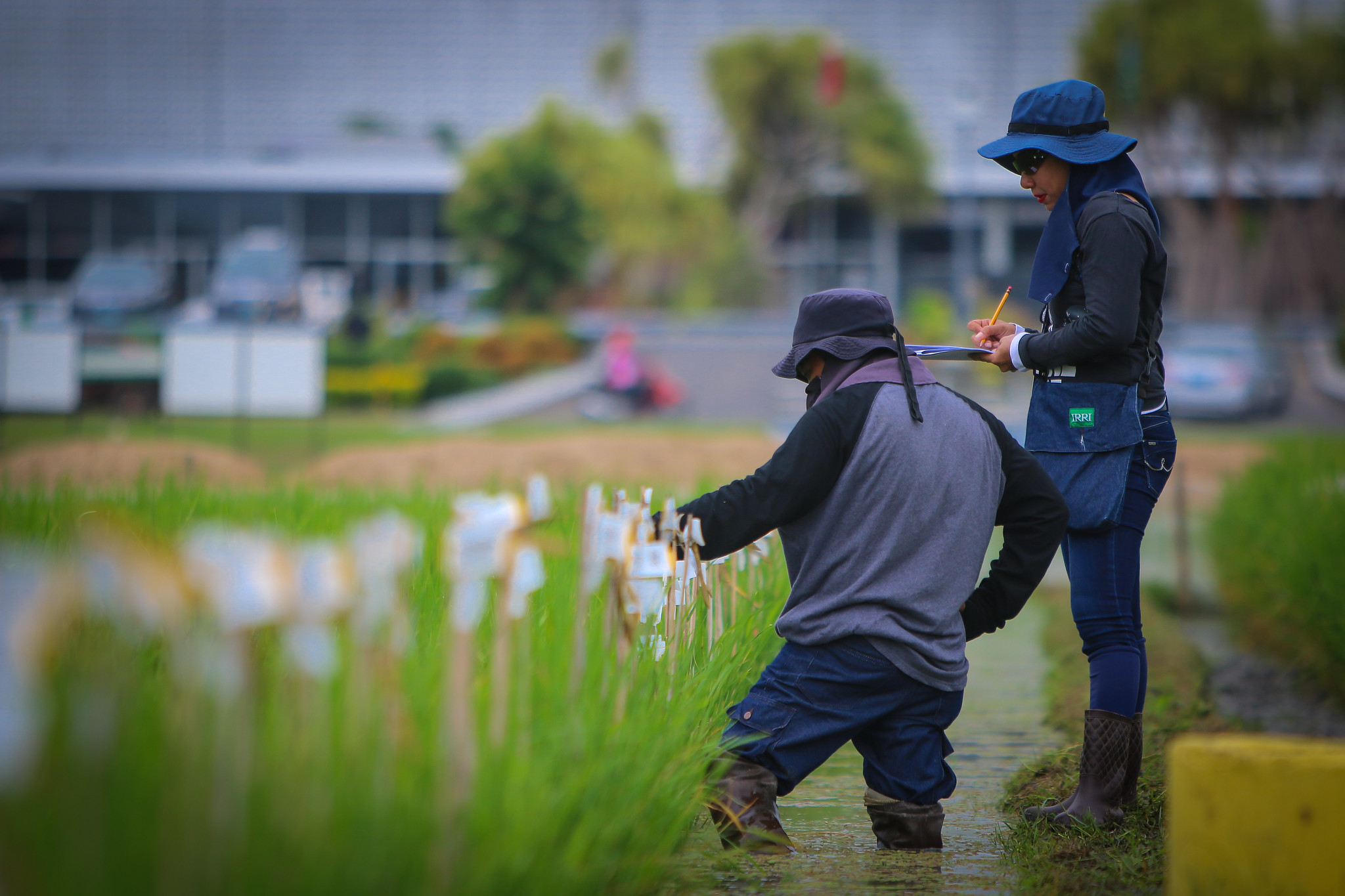 CGIAR leading the charge: How data analytics is transforming crop breeding