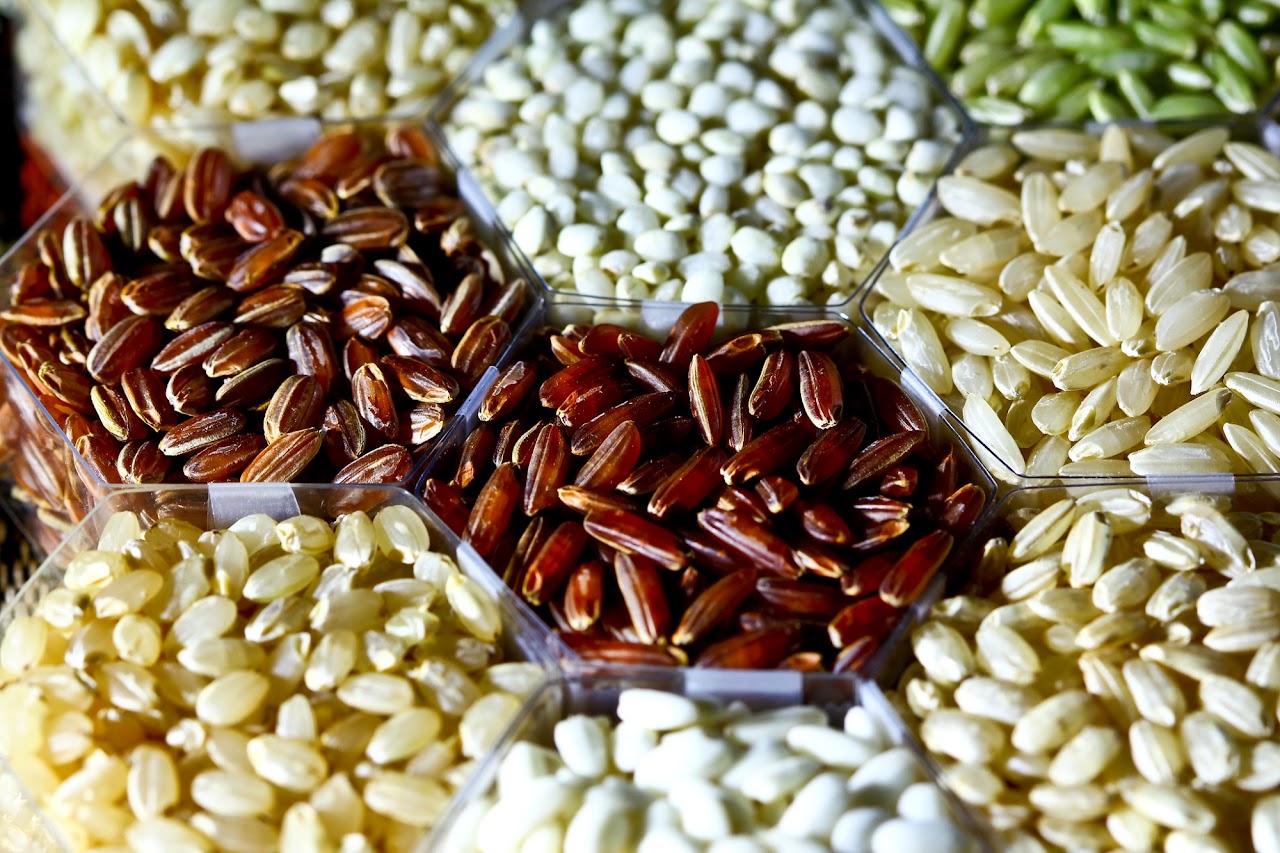 IRRI launches new IRG collection to accelerate linking trait discovery with breeding