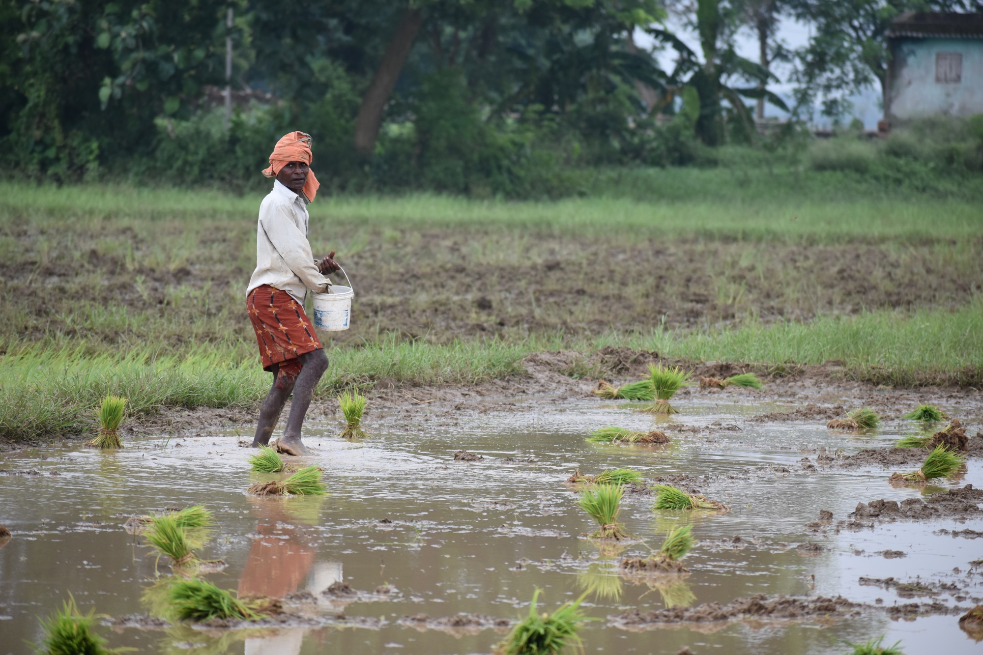 Boosting India's Rice Yields: A data-driven approach to sustainable agriculture