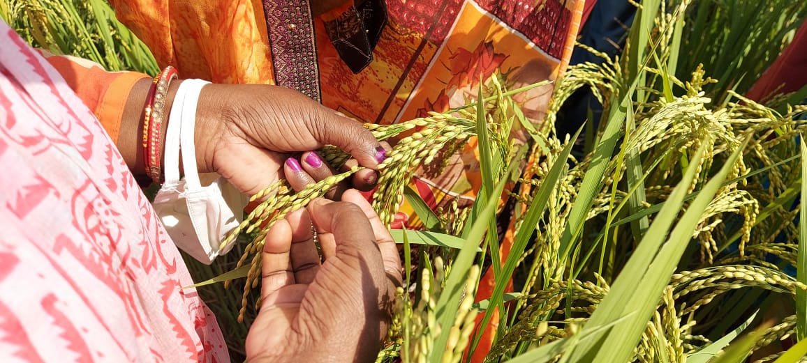 UP Agriculture Ministry and IRRI announces 13th National Seed Congress