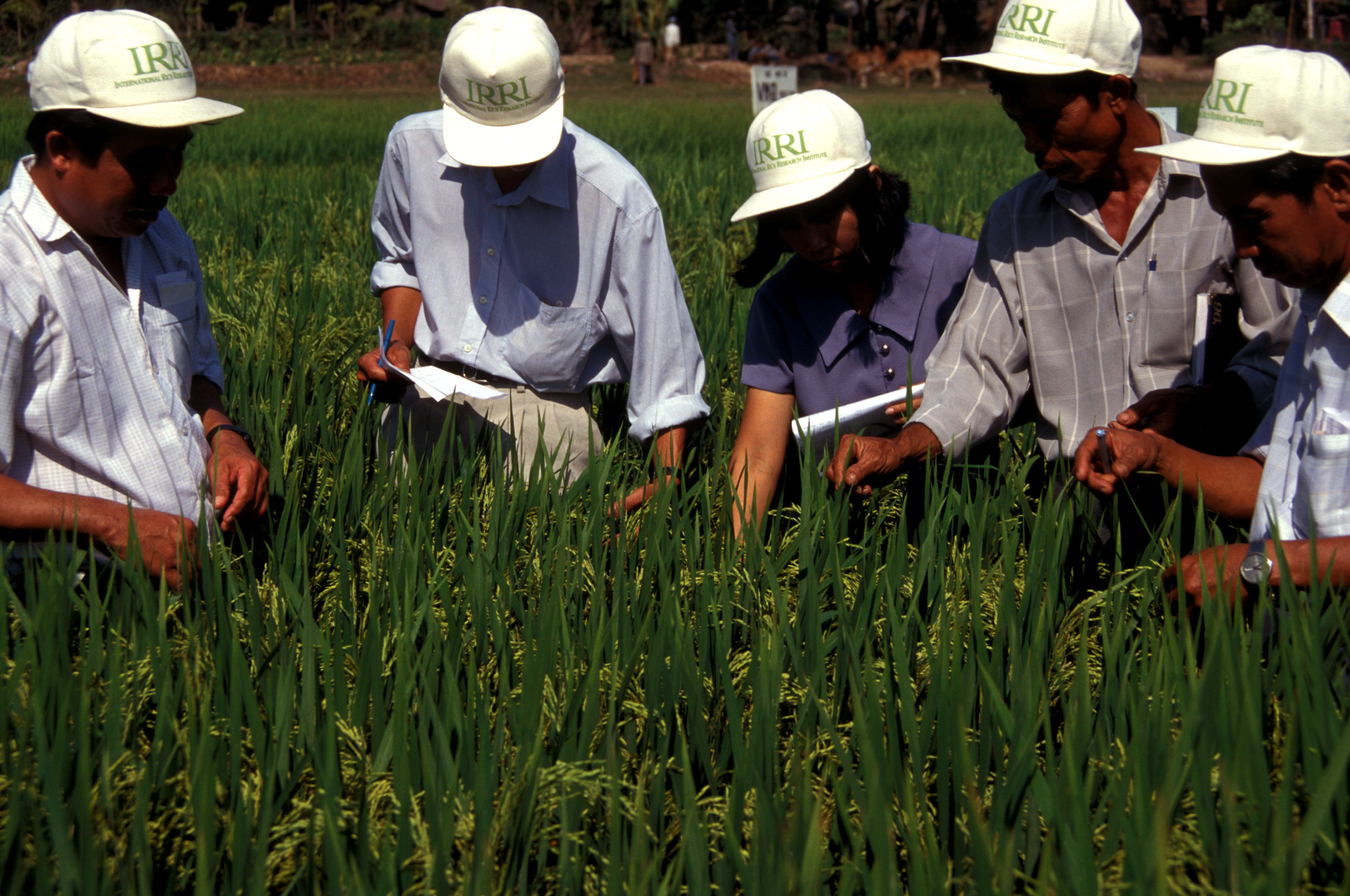 Vietnam and IRRI jointly craft strategy to boost country’s rice industry