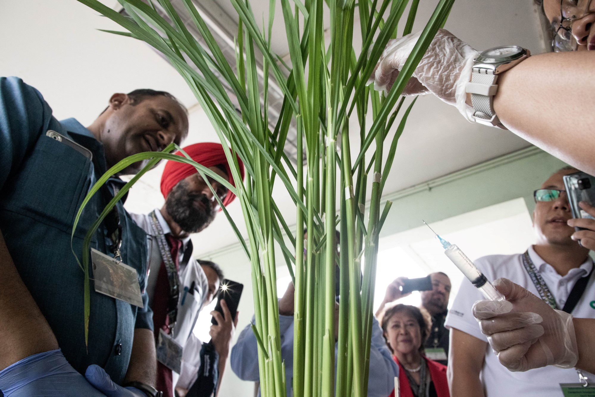 Unity Against Uncertainty: Experts Come Together to Combat Rice False Smut