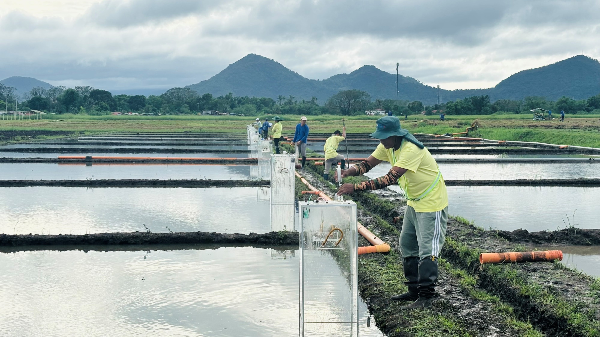 IRRI and Kubota partner up on experiment to reduce GHG emissions