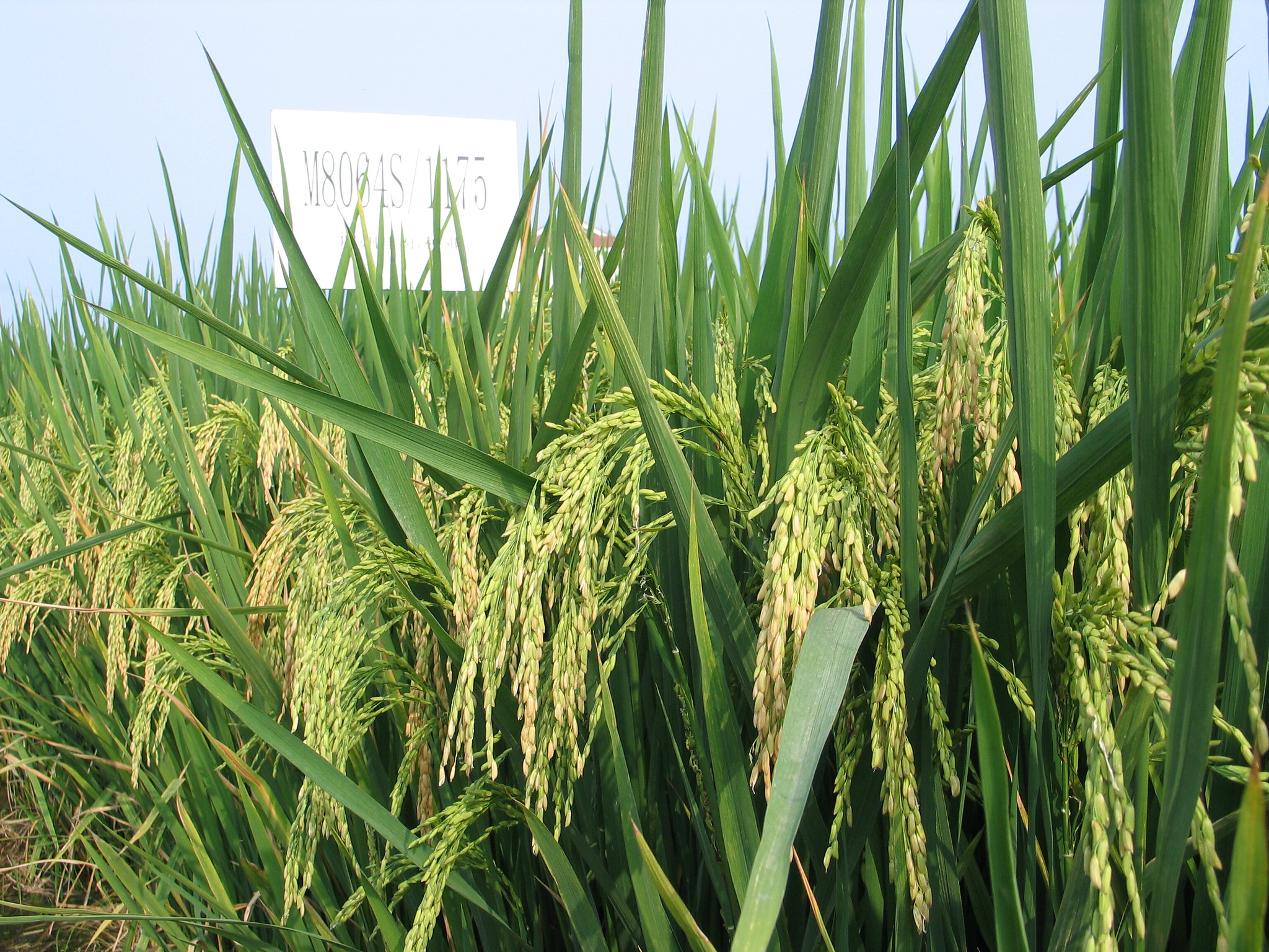 Hybrid rice + innovations: a path forward for climate-smart agriculture