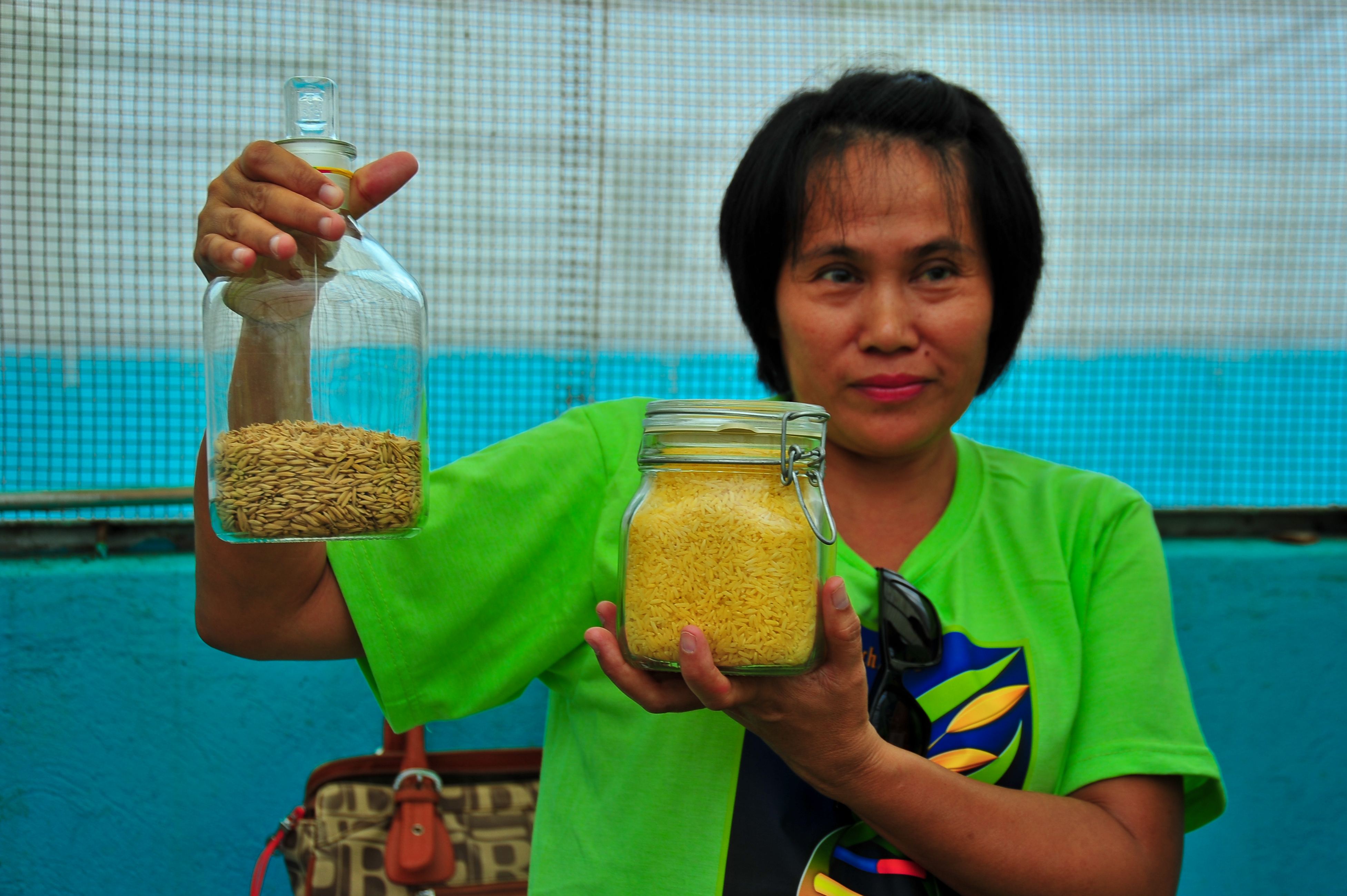 Public consultations scheduled for Golden Rice field trials