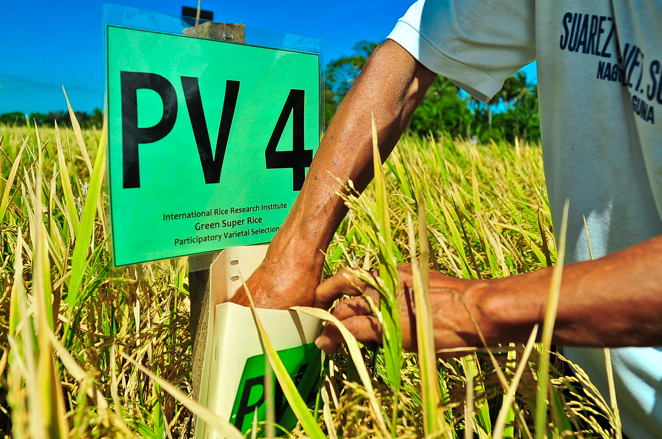 IRRI, the Chinese Academy for Agricultural Sciences, and BMGF team up to develop rice varieties for a Greener Revolution