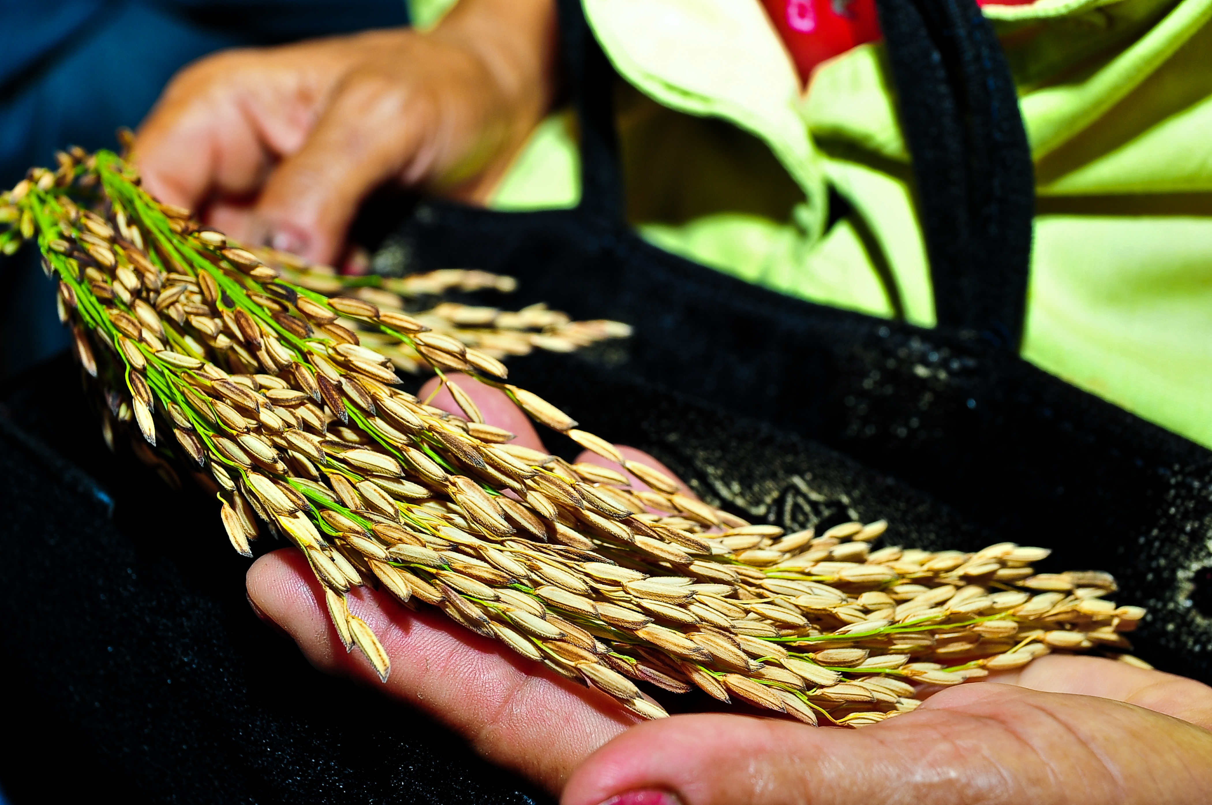 IRRI and CSIRO collaborate on new ways to protect rice crops from devastating diseases