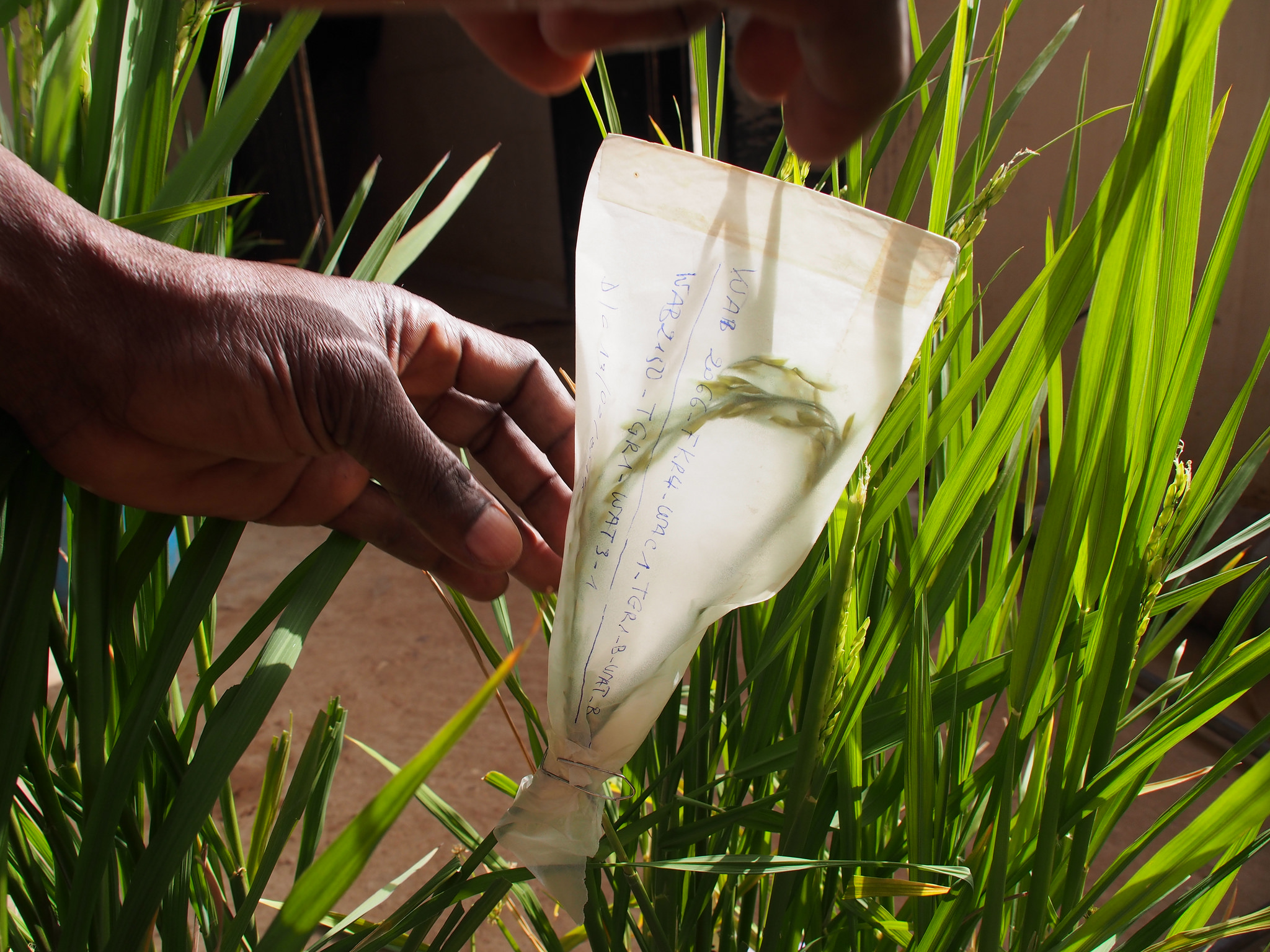 Nepal: 3-day rice tech transfer training workshop held