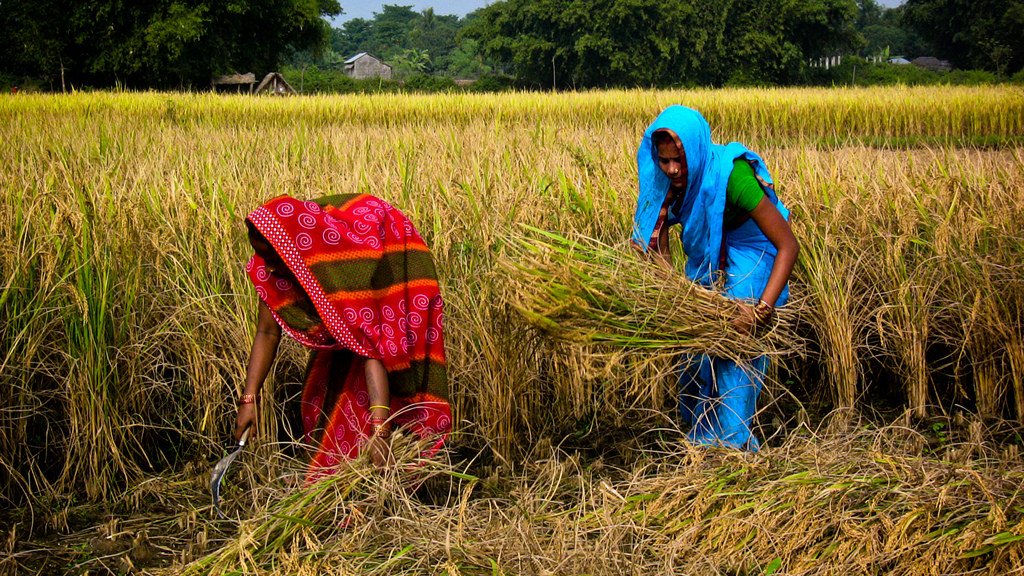 Farmer-buyer collaboration can help increase farm productivity in Nepal