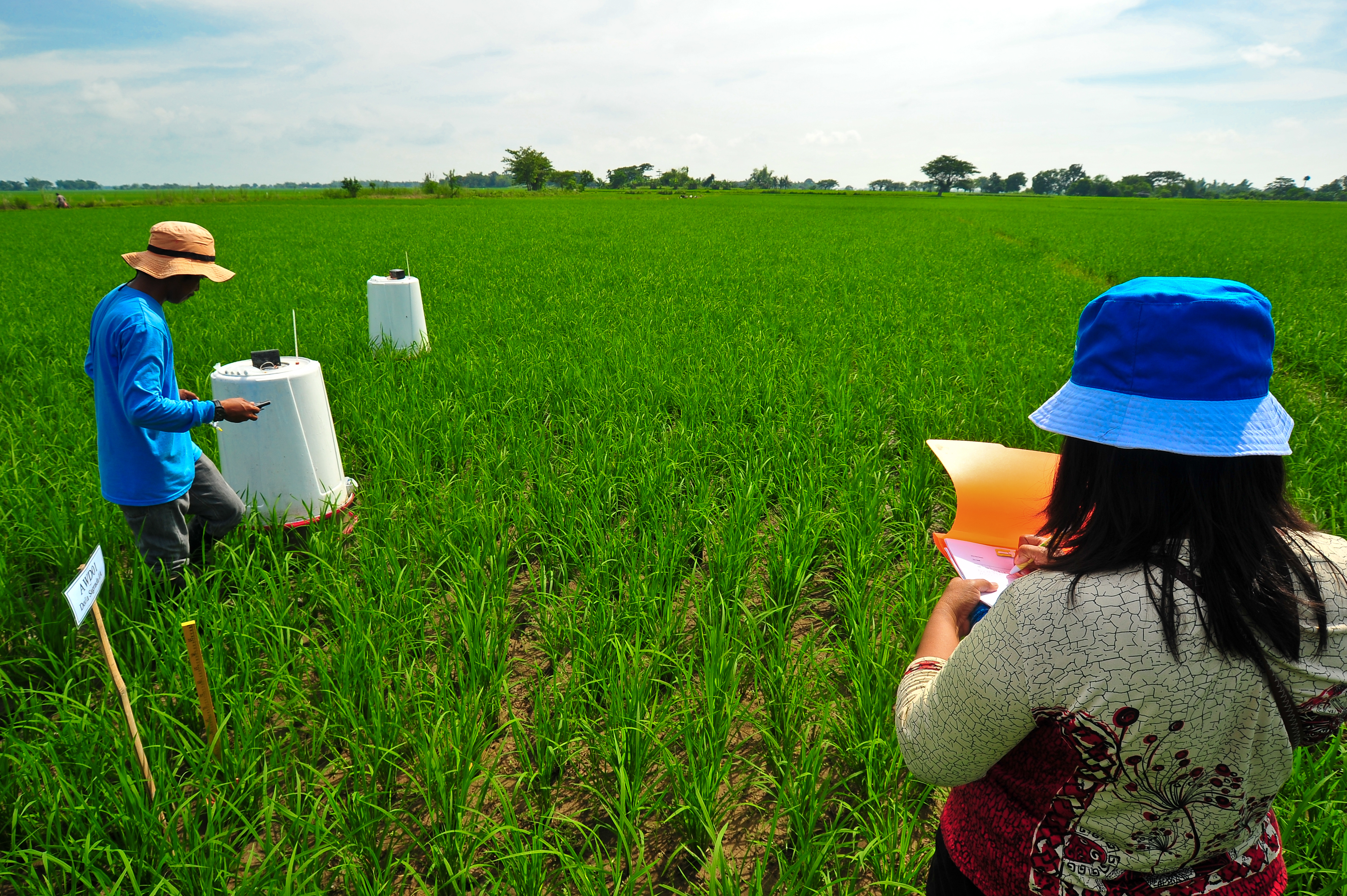 Nepal project explores technologies and training opportunities for highland rice farmers