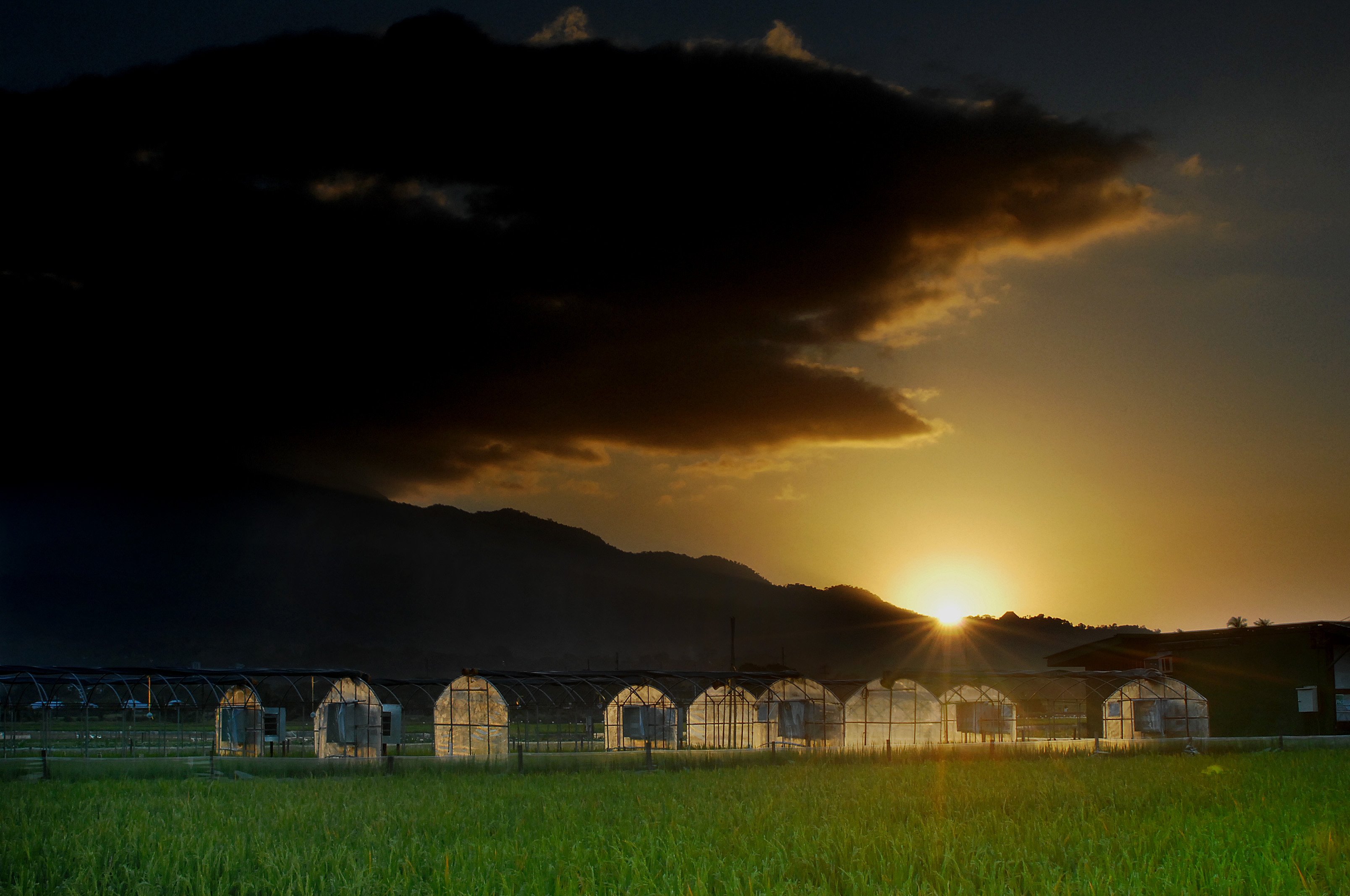 Sustainable Rice Landscapes Initiative to reduce environmental footprint of rice production