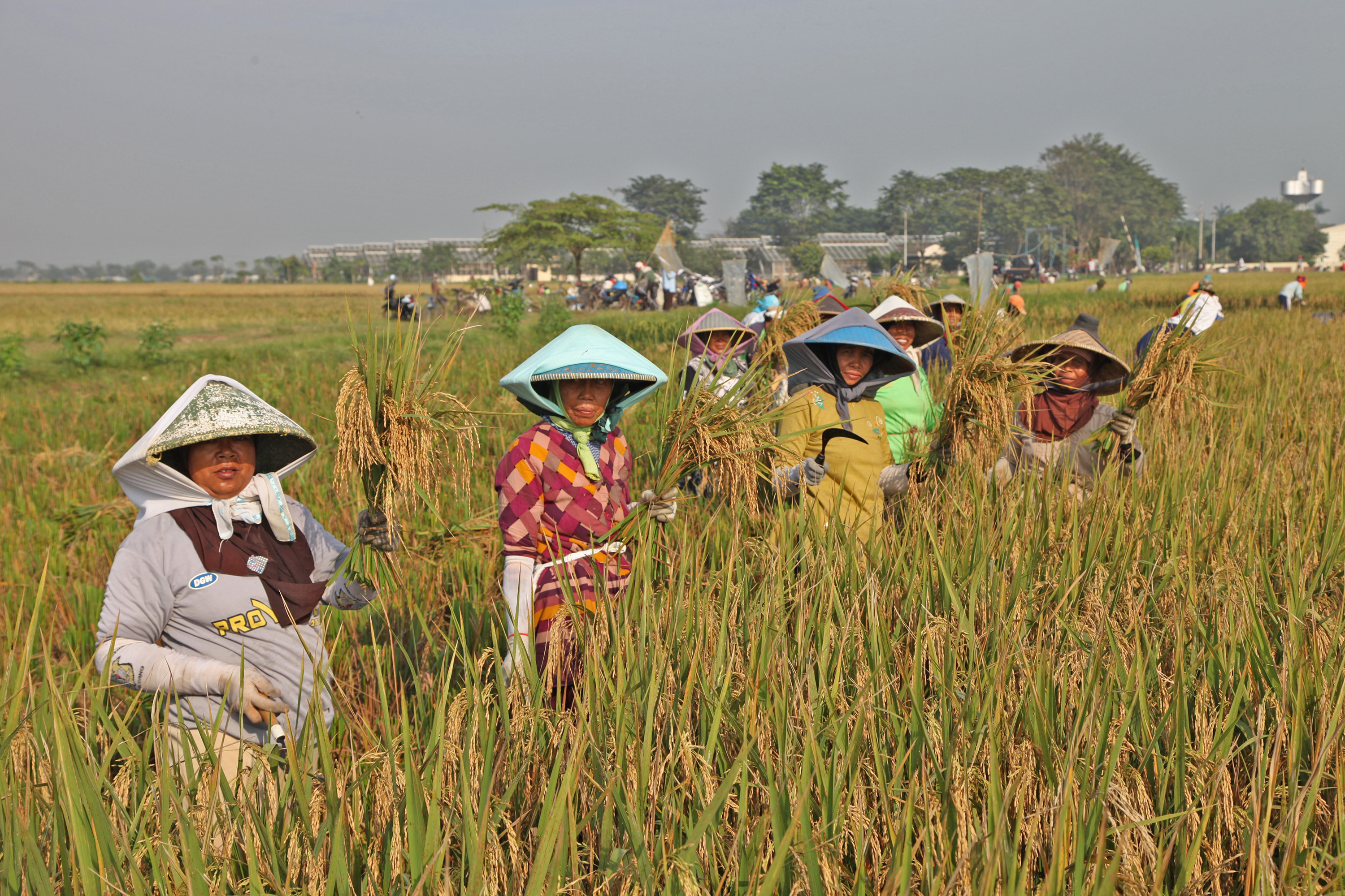 IRRI-IAARD to accelerate impact delivery with new rice research hub