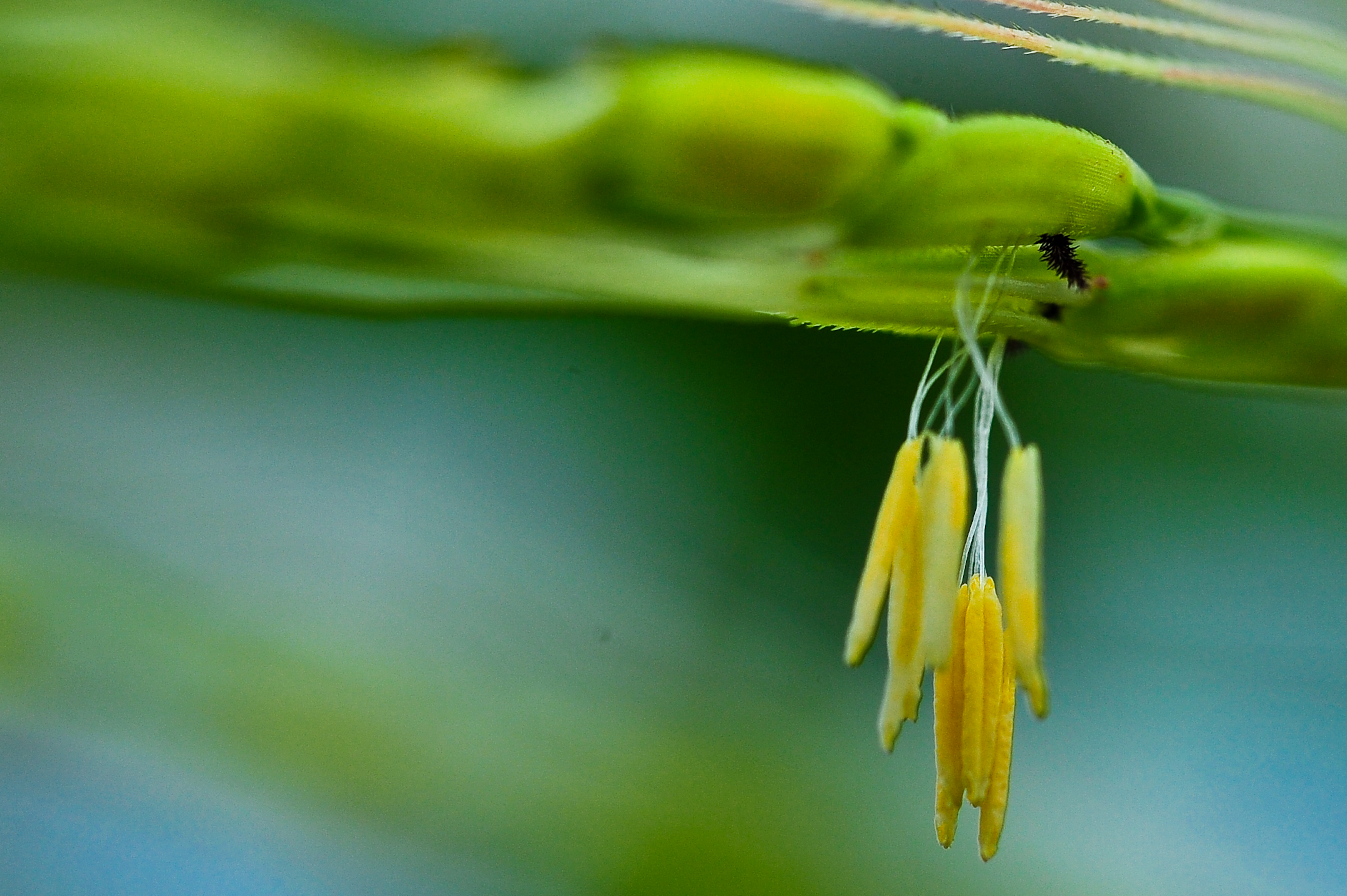 IRRI and Corteva AgriScienceTM enter into a partnership which will benefit rice farmers wi...