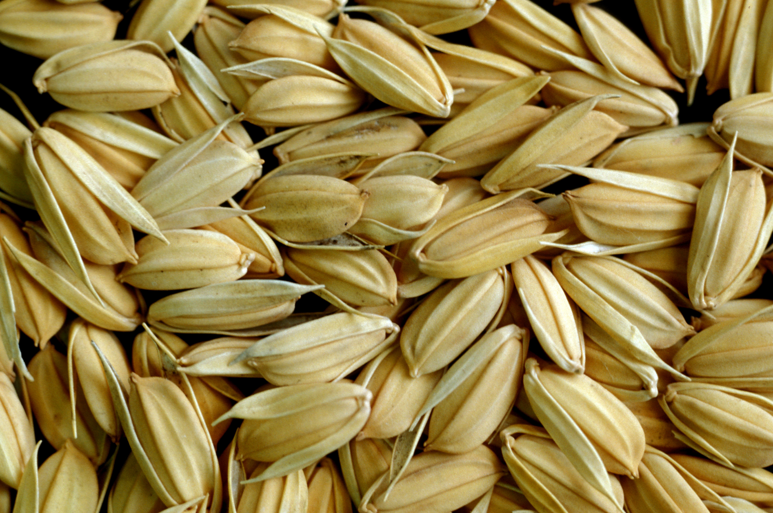 Joint cooperation agreement between IRRI and Syngenta and Bayer