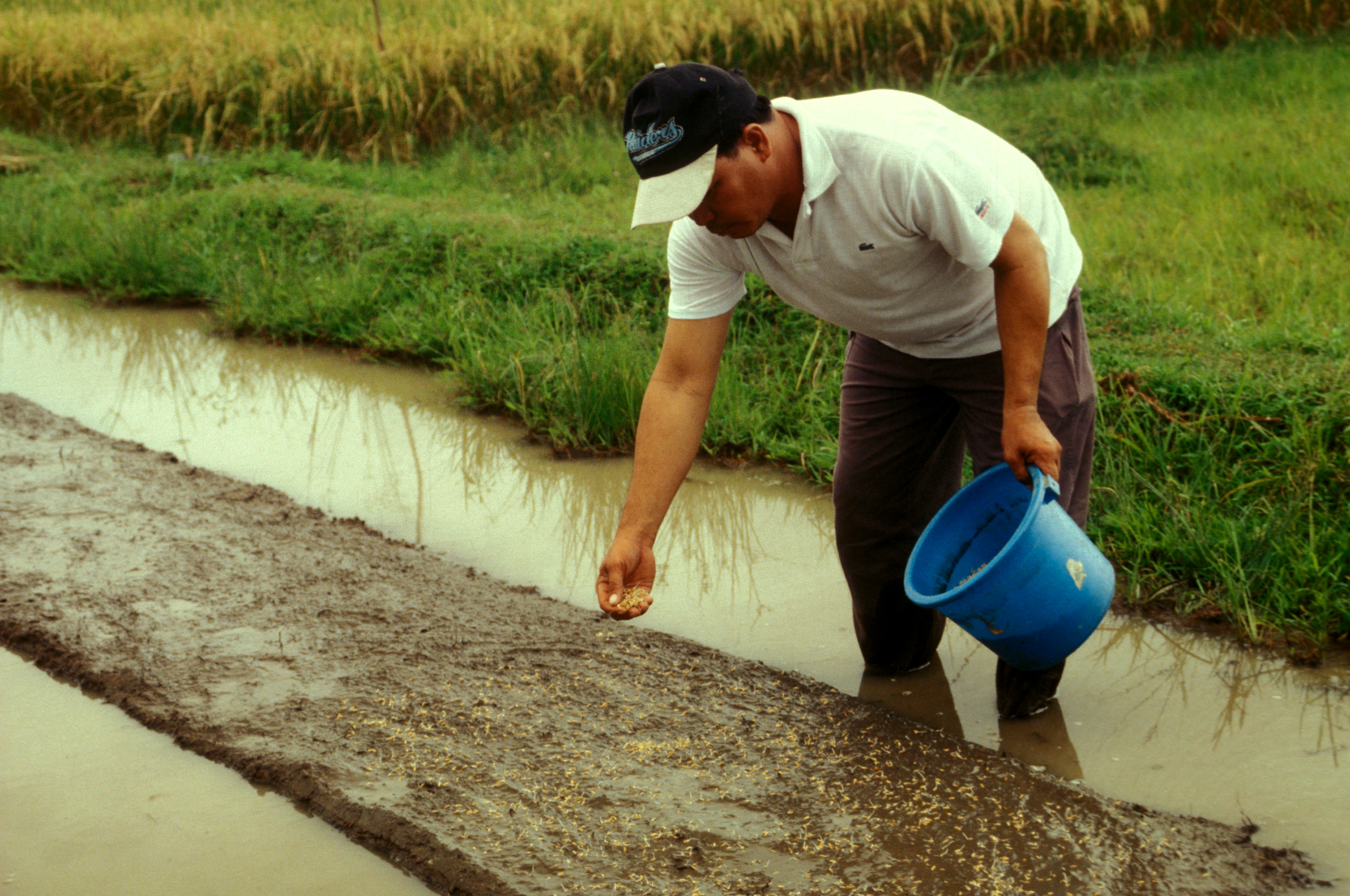 IRRI, BASF eye wider adoption of direct seeding in Asia