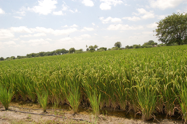 Innovations for sustainable rice farming: Jain Irrigation Systems joins IRRI consortium ad...