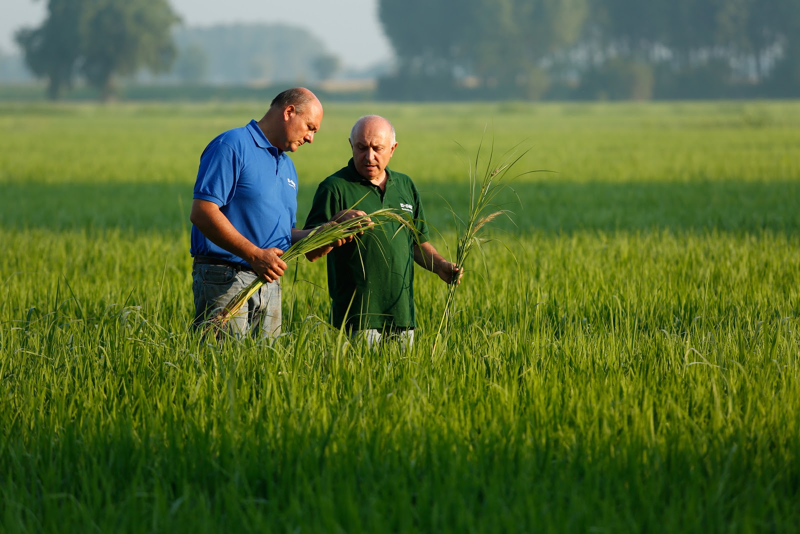 IRRI, BASF develop herbicide-tolerant rice