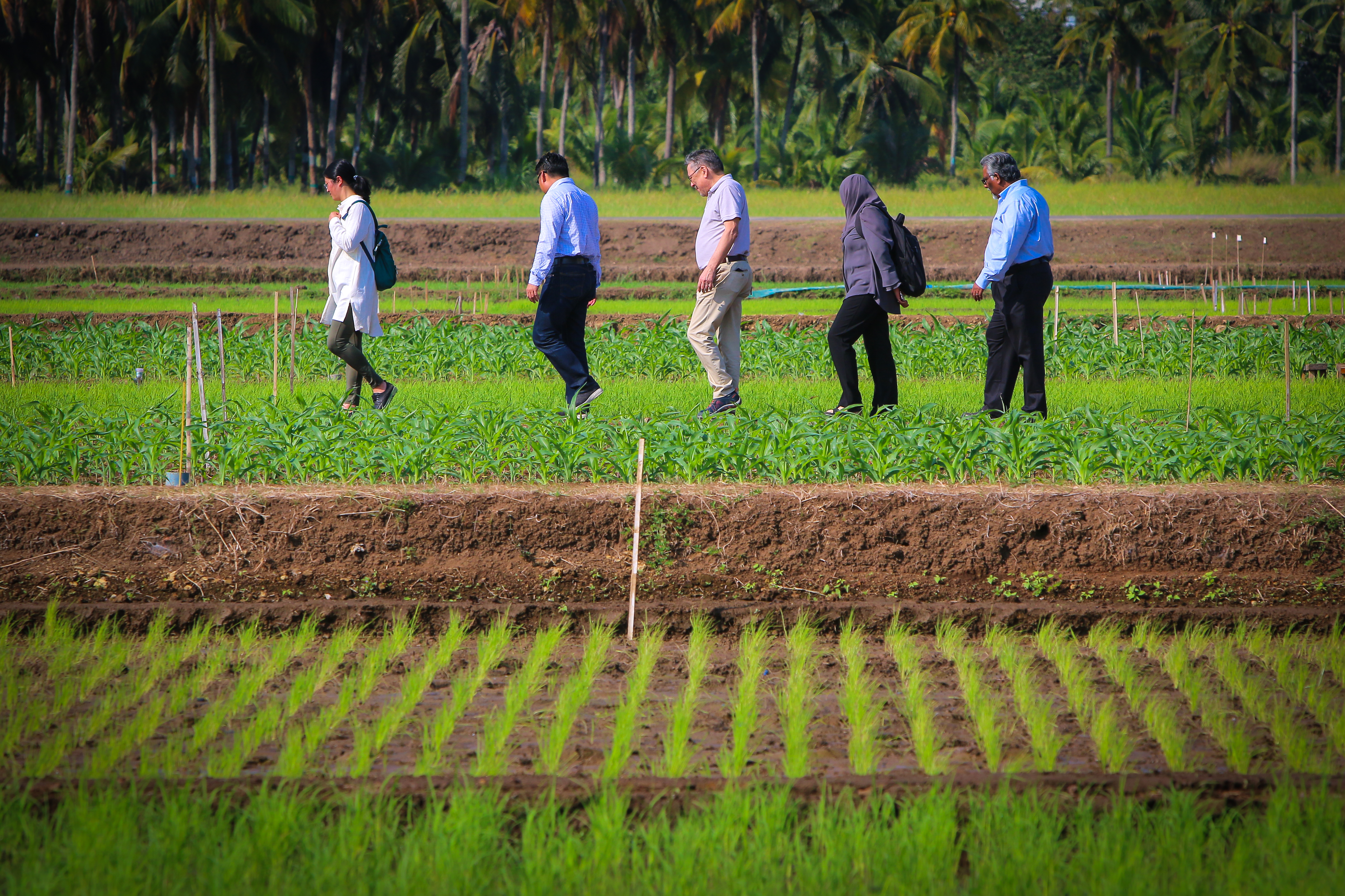 Direct Seeded Rice Consortium convenes first annual meeting to advance partnerships for more sustainable, environment-friendly rice systems