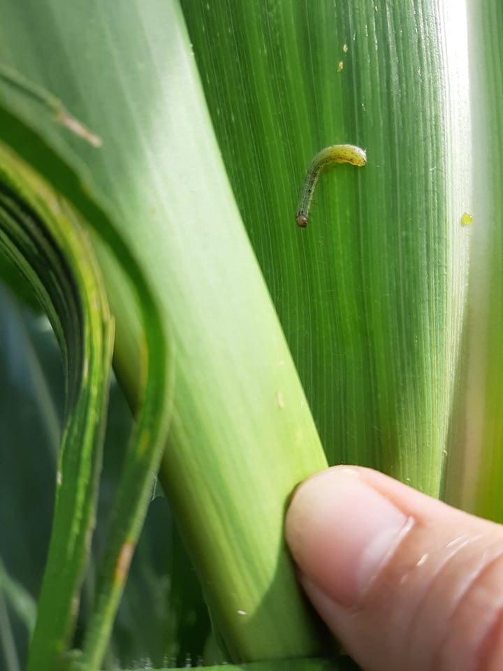 OPINION: Harmful invasive species are on the move