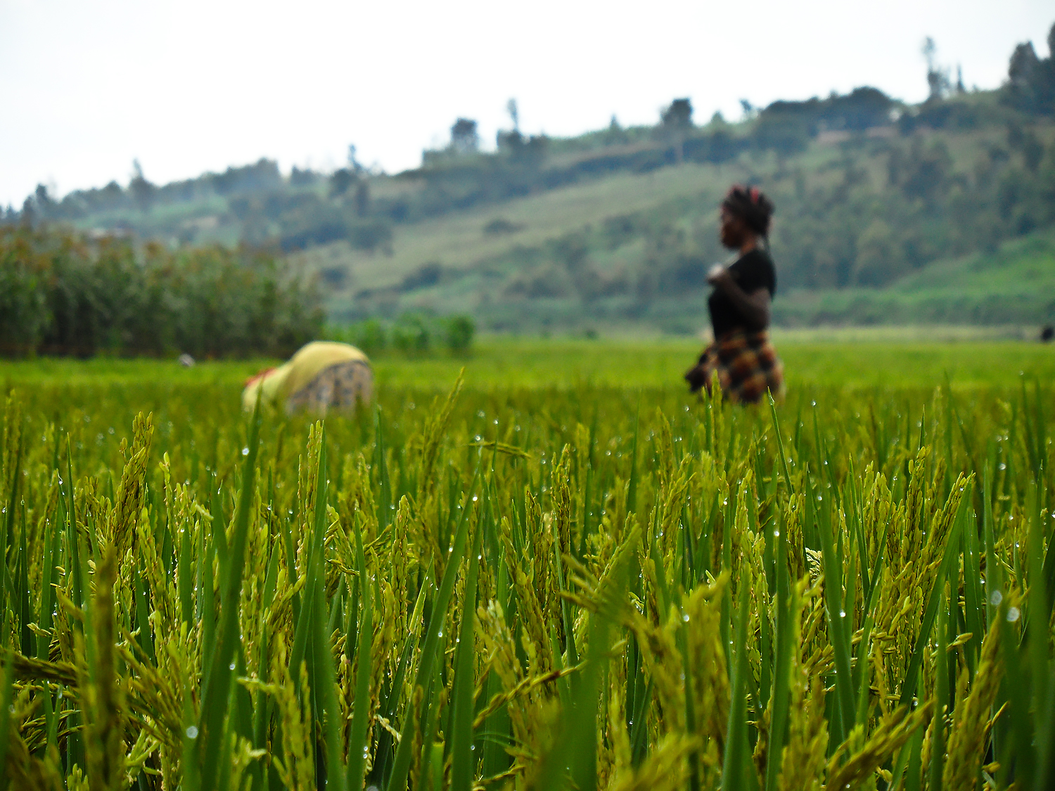AATF and IRRI to bring hybrid rice and sustainable technologies to African smallholder farmers through partnership