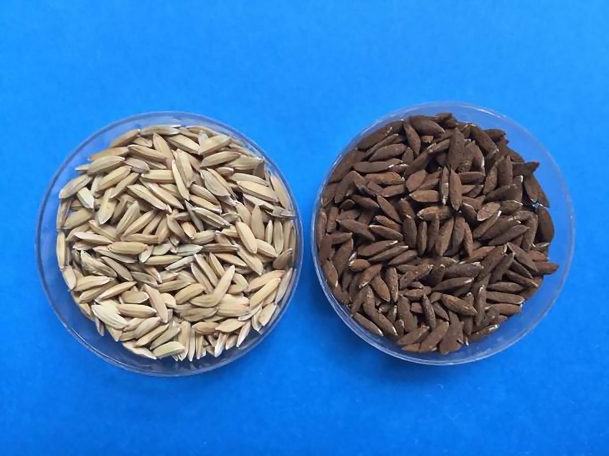 JFE Steel Joins Direct Seeded Rice Consortium, tests for performance of Iron-Coating Techn...