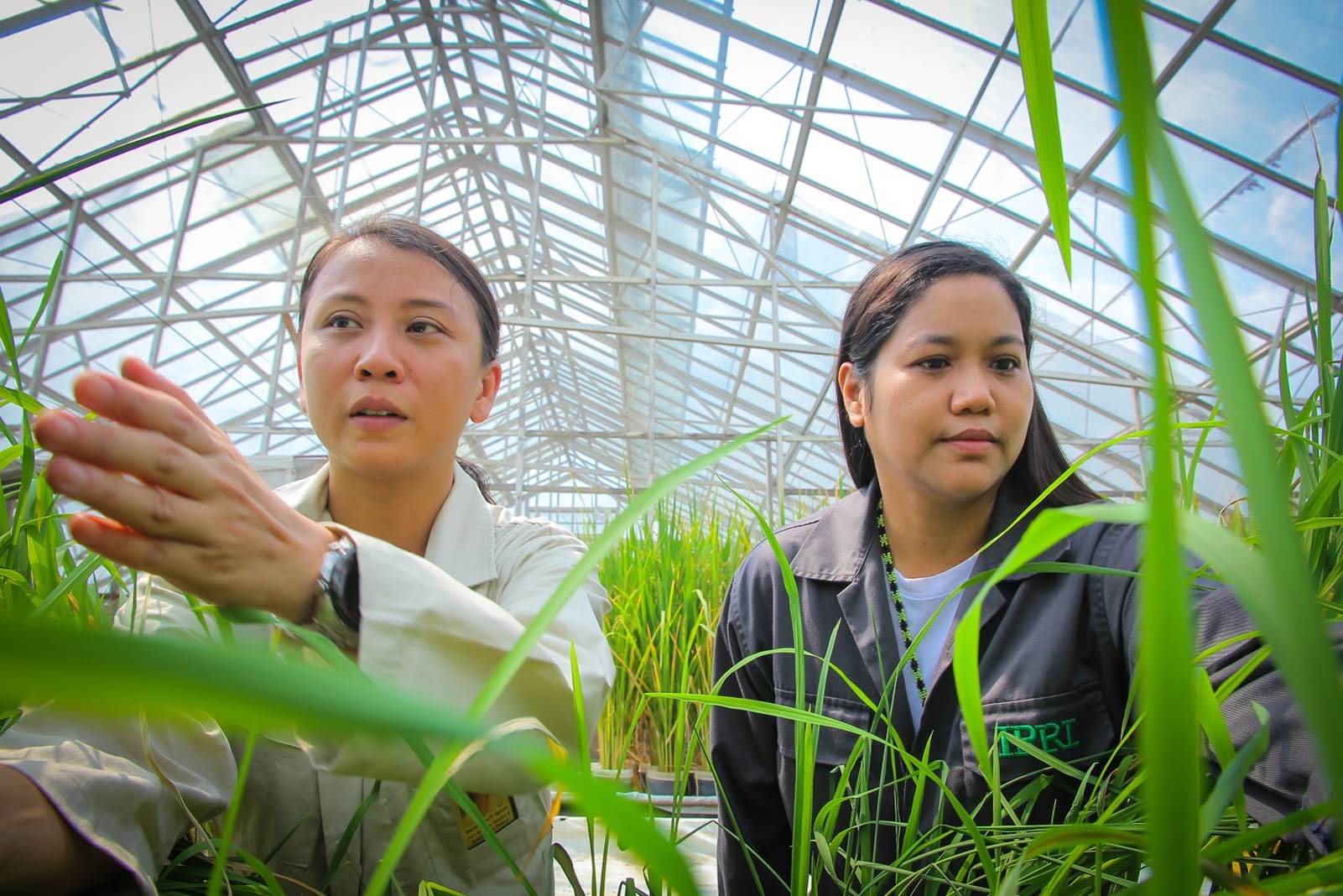 Outsmarting the enemy through proactive rice science