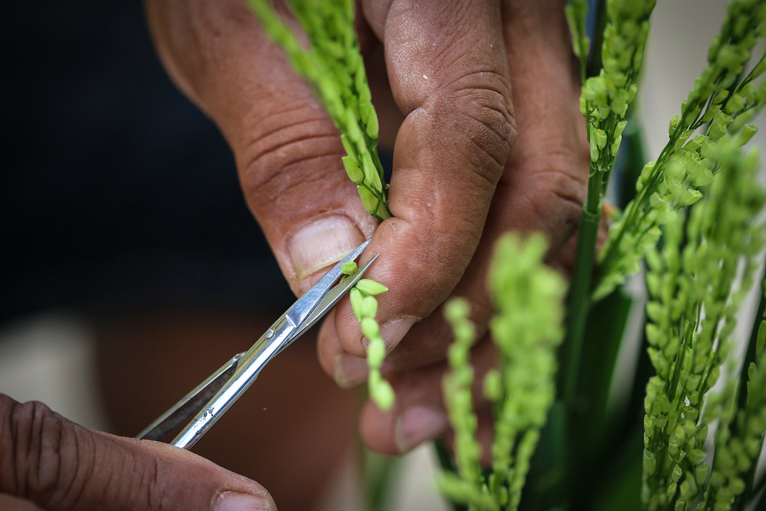 Hybrid rice review: Updating notions about hybrid rice 